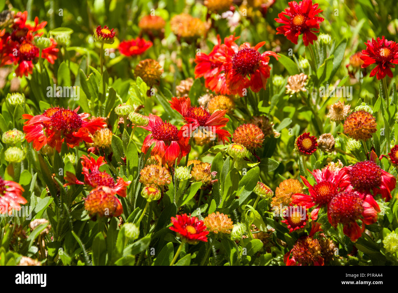 Celebration Blanket Flower Stock Photo