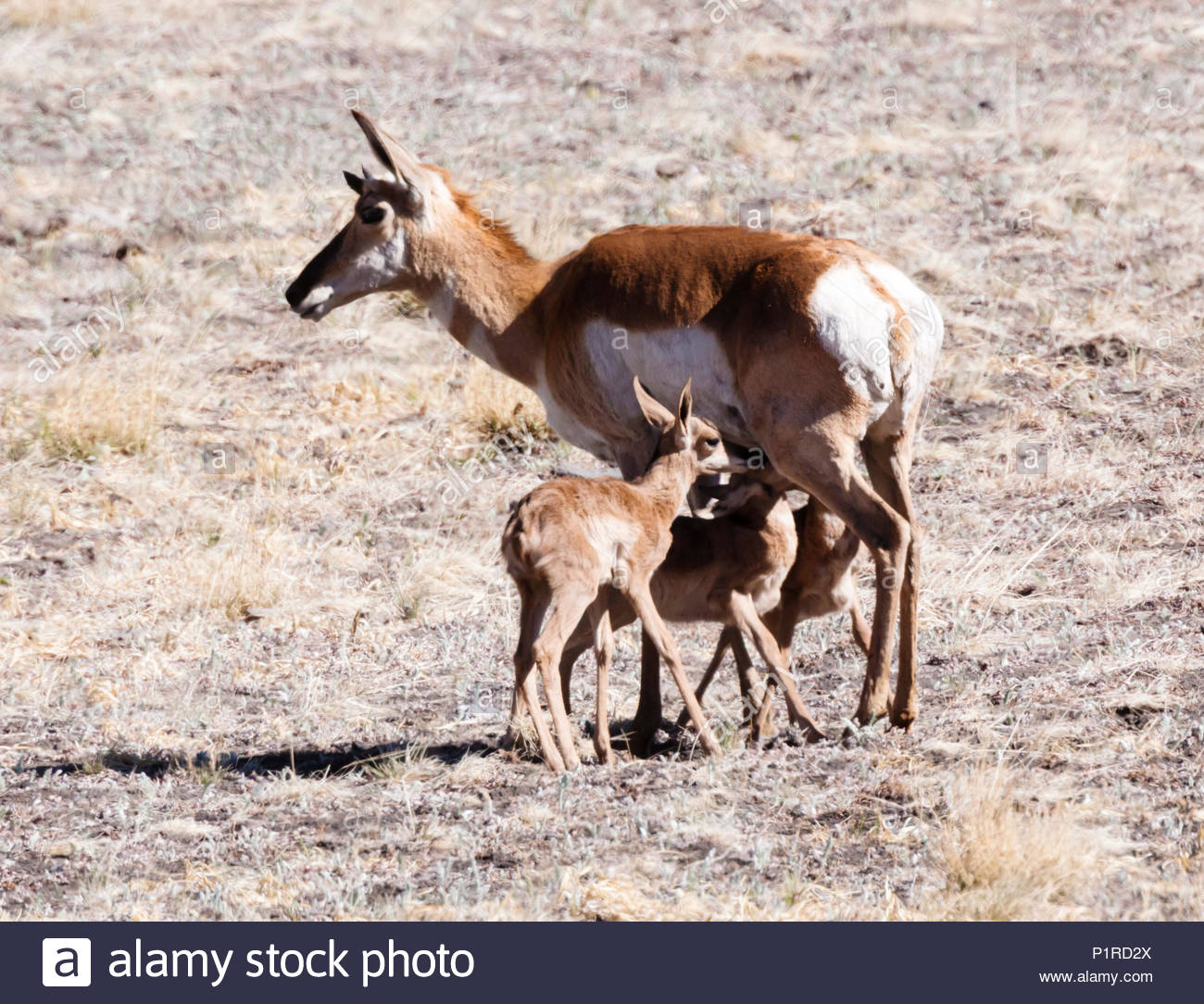 nurse mammals stock photos nurse mammals stock images alamy