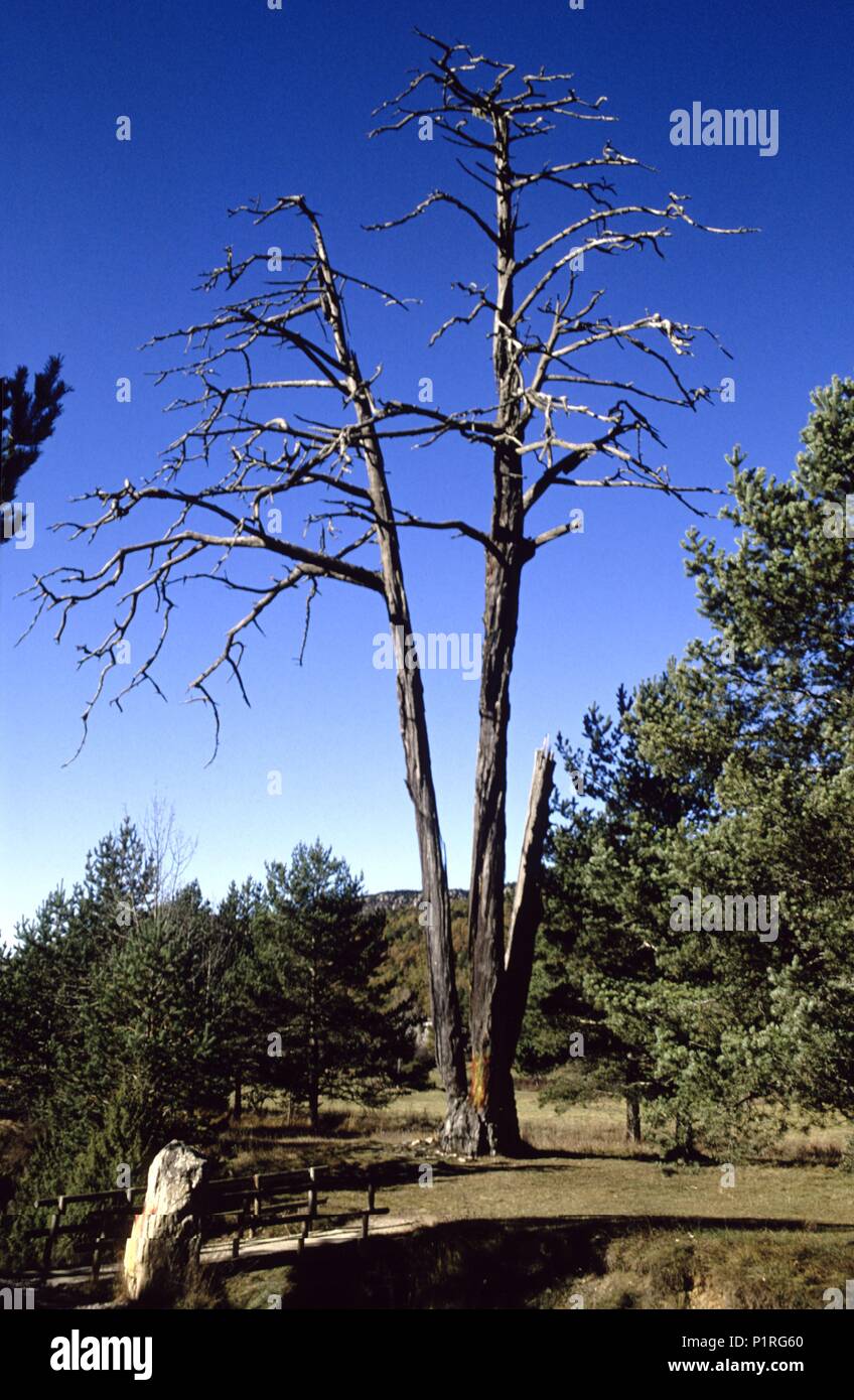 Cerca de Berga; 'Pi de les tres branques', árbol símbolo del nacionalismo catalán. Stock Photo