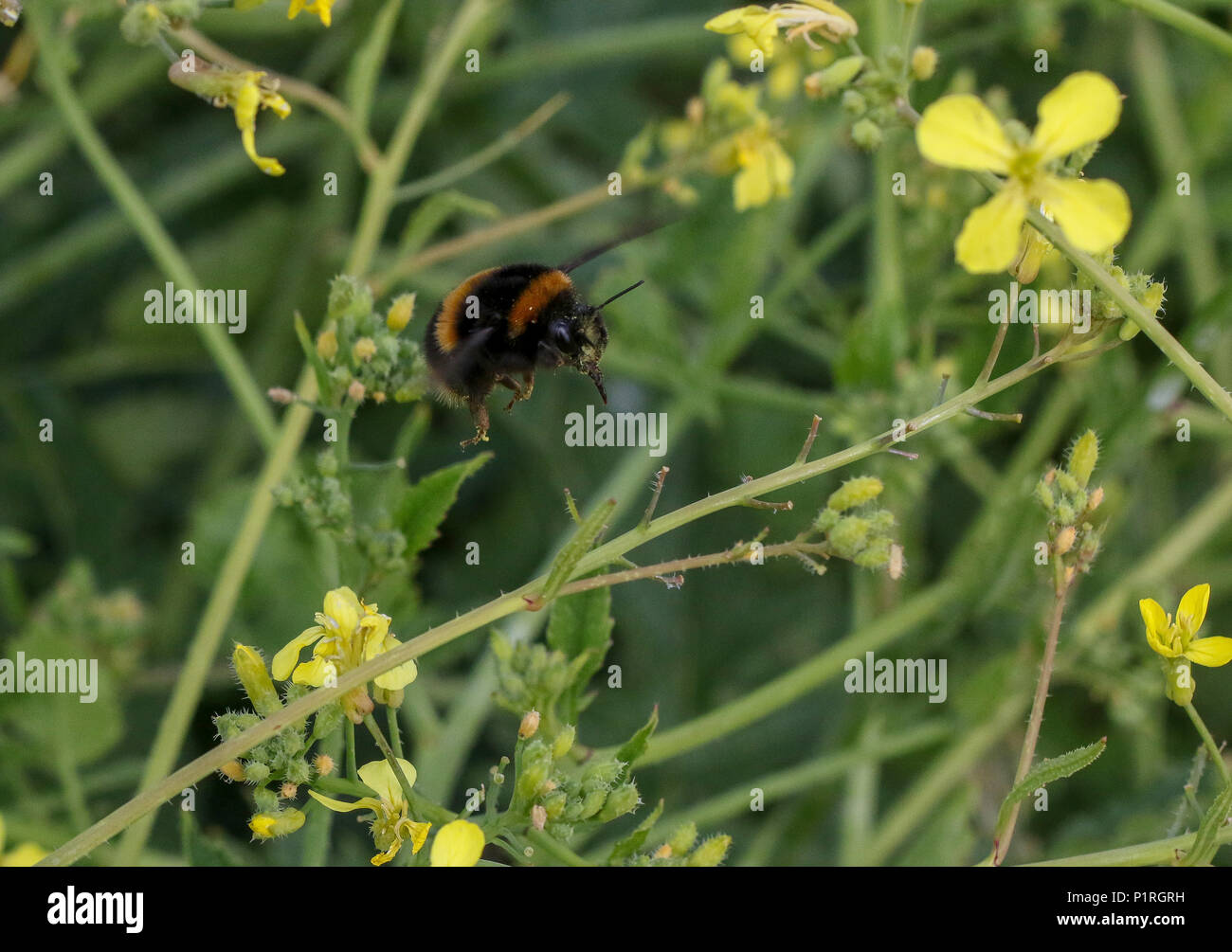 Bombus terrestris - a buff-tailed bumblebee queen in flight whilst gathering pollen. Pollen grains on bee head and proboscis. Stock Photo