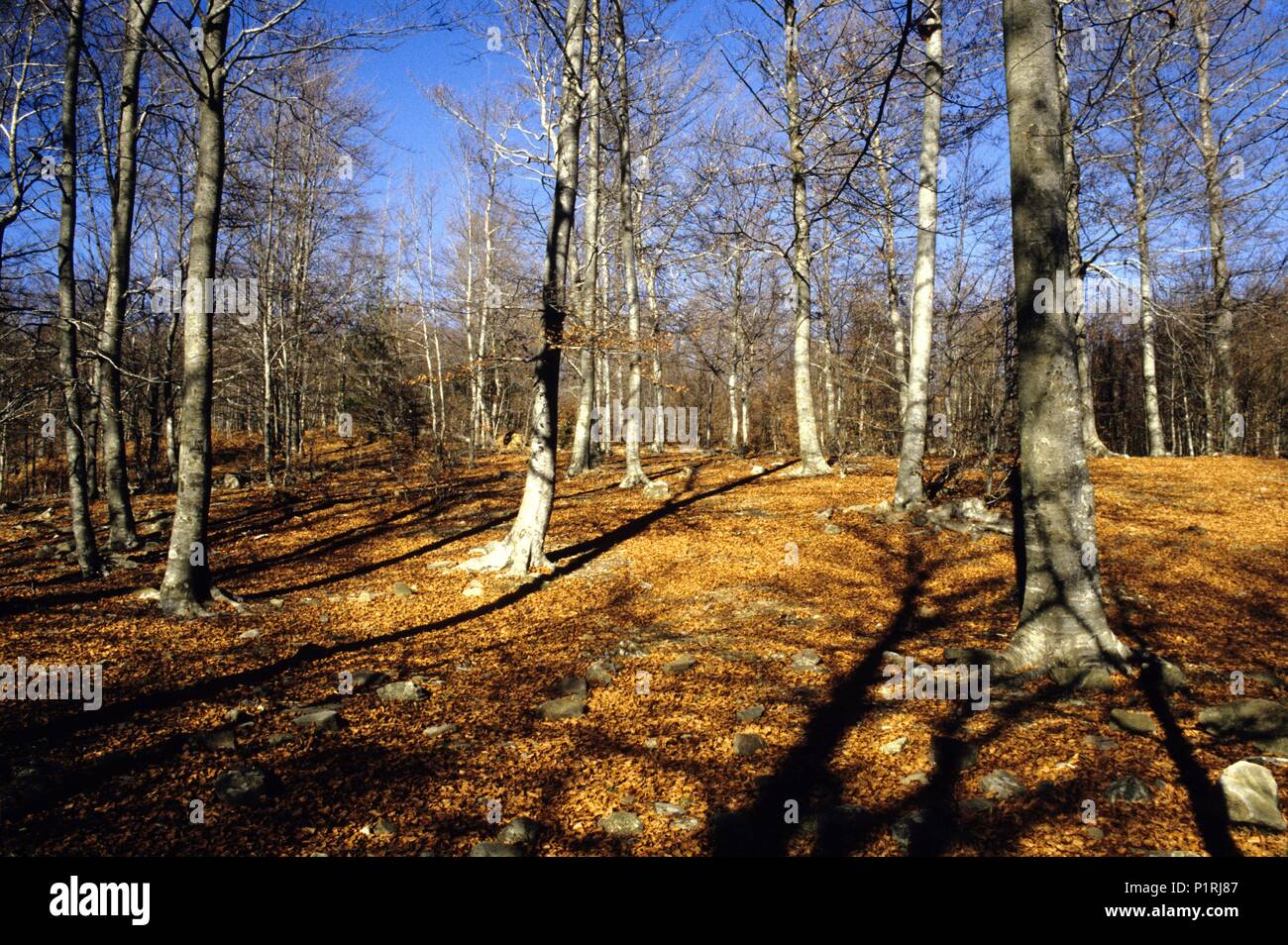 Parc natural del / Montseny Natural Park; Sant Bernat / Santa Fe beech tee wood. Stock Photo