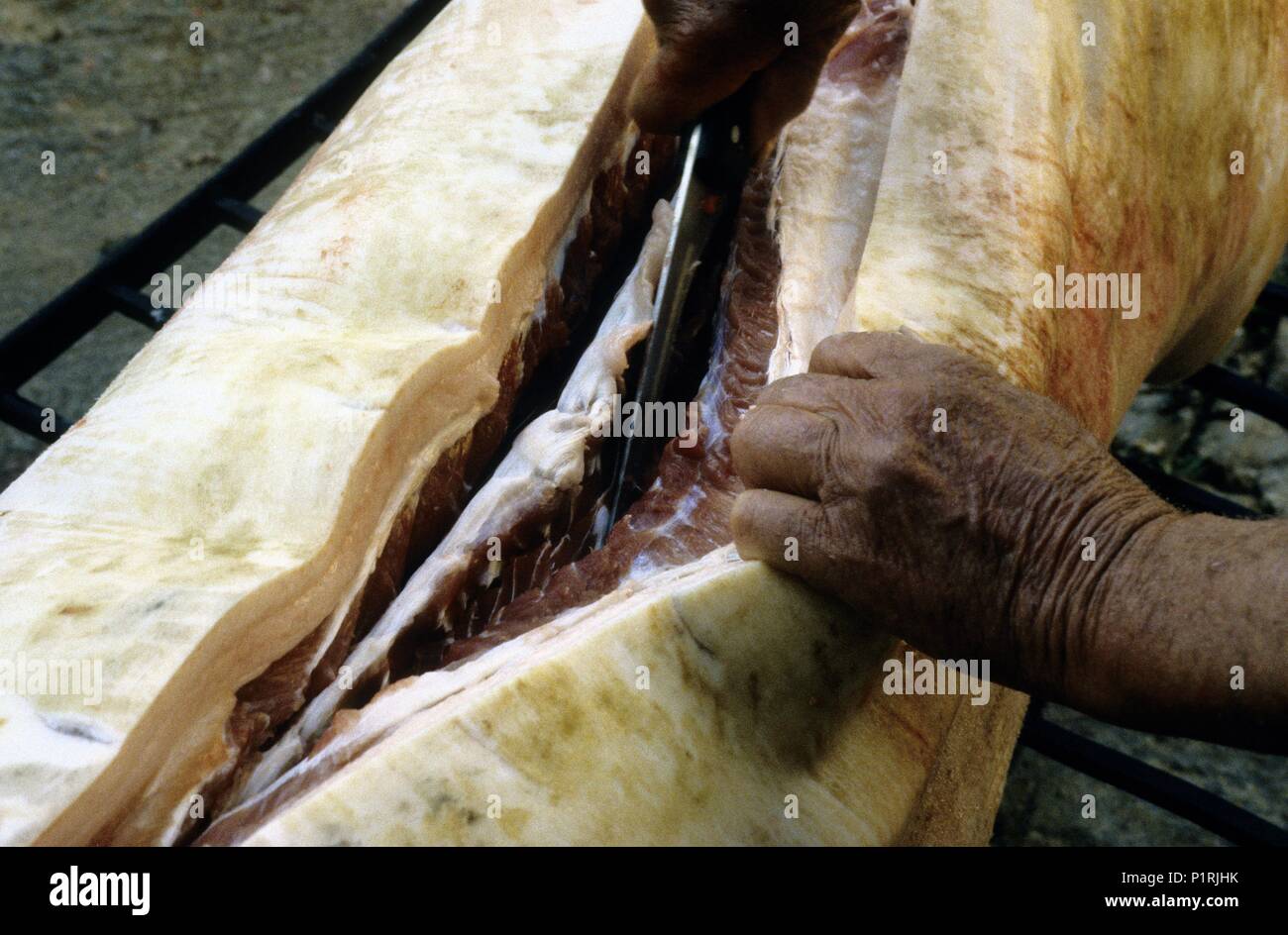 Berguedà;  pig killing; cutting the pig. Stock Photo