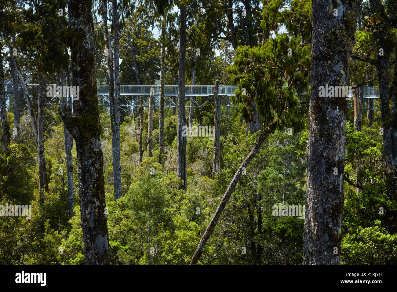 Forest and Treetop Walkway, near Hokitika, West Coast, South Island, New Zealand Stock Photo