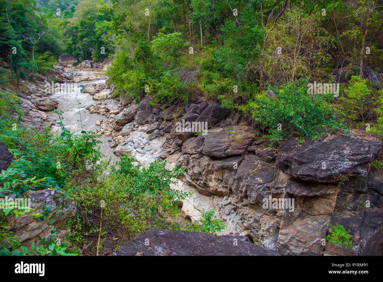 Walking trail in tropical forest Stock Photo - Alamy