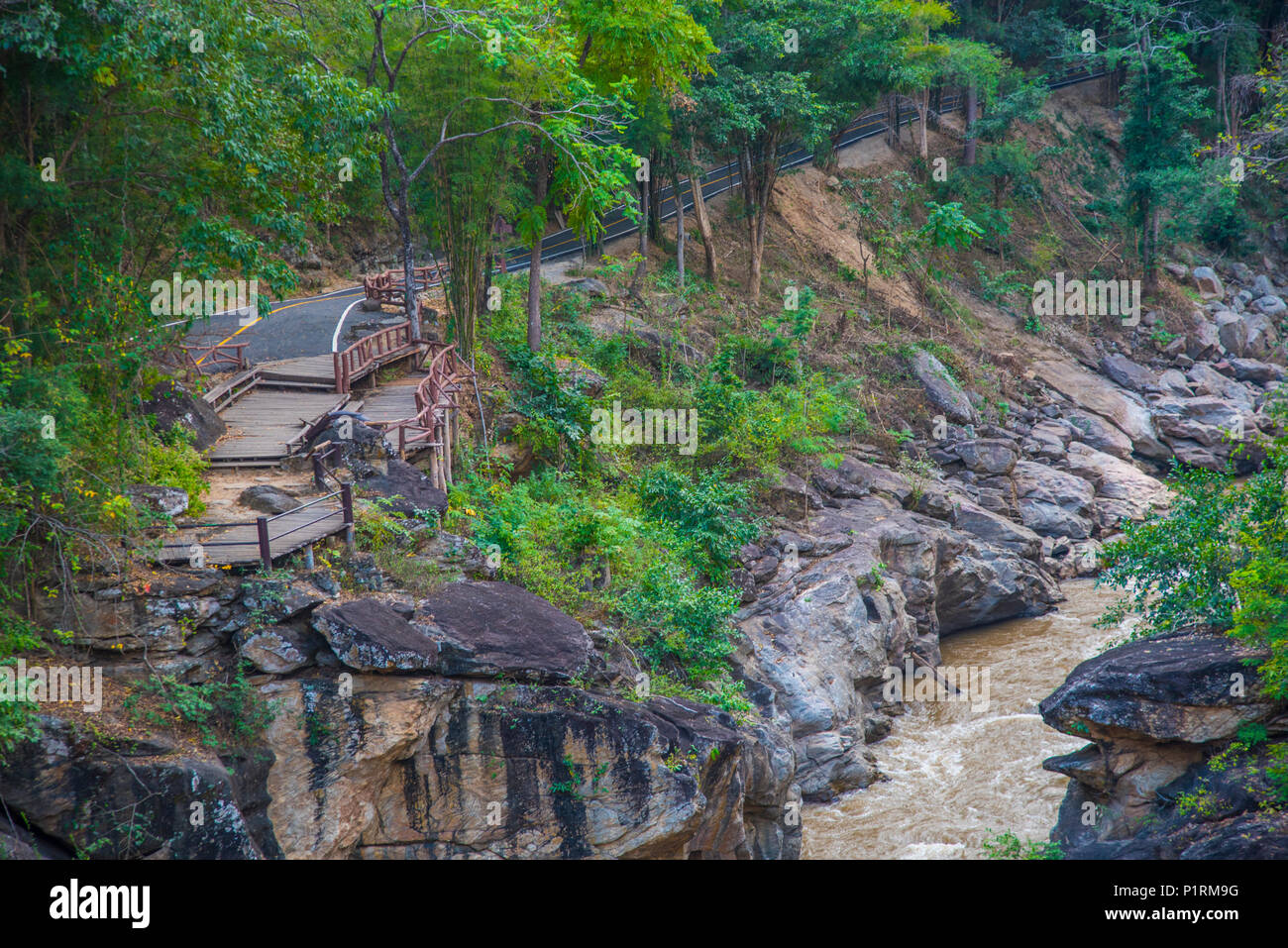 Walking trail in tropical forest Stock Photo - Alamy