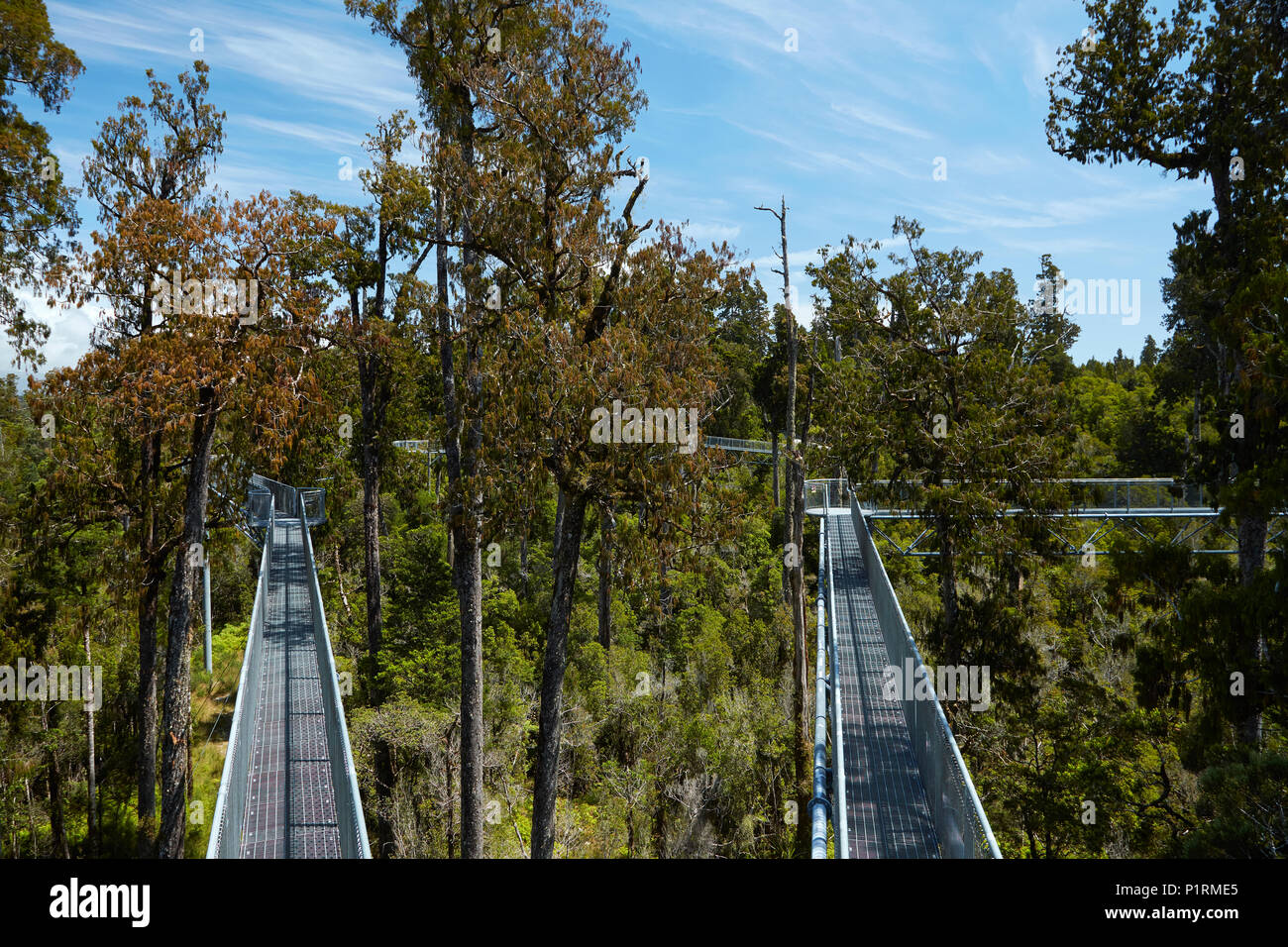 Treetop walk, near Hokitika, West Coast, South Island, New Zealand