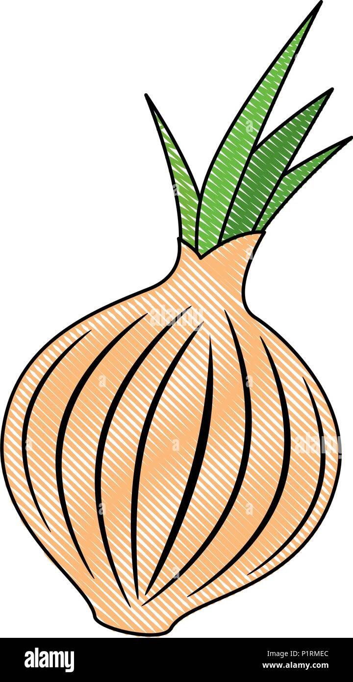 Onion only Stock Vector Images - Alamy