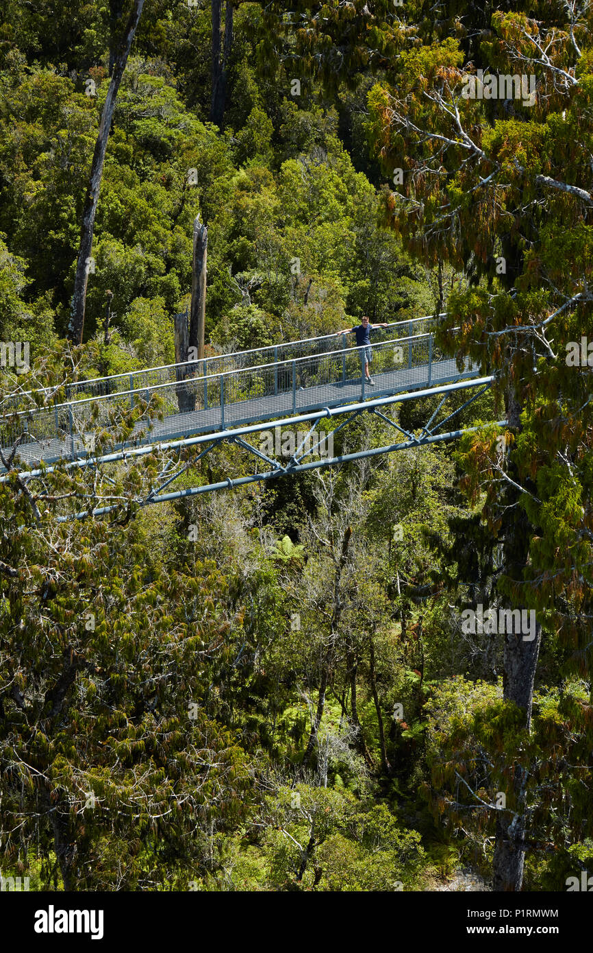 Tourist on Treetop walk, near Hokitika, West Coast, South Island, New