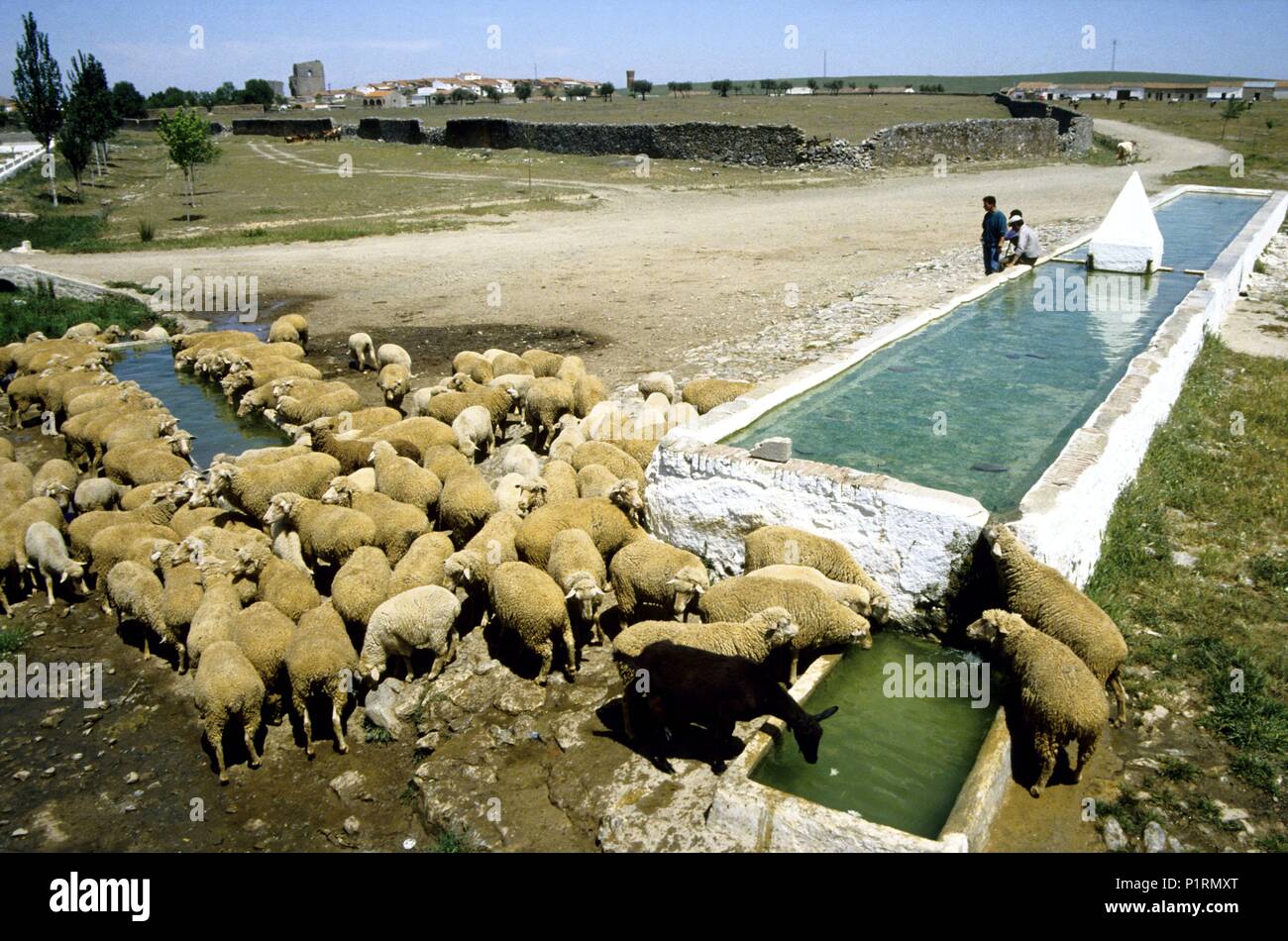 near Llerena; sheeps and watering place. Stock Photo
