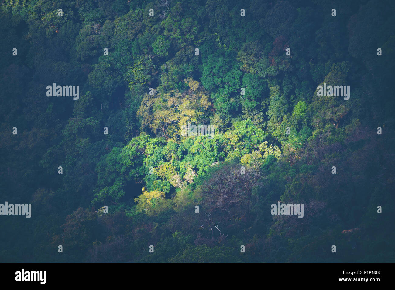 landscape view of green tropical forest in Thailand Stock Photo - Alamy