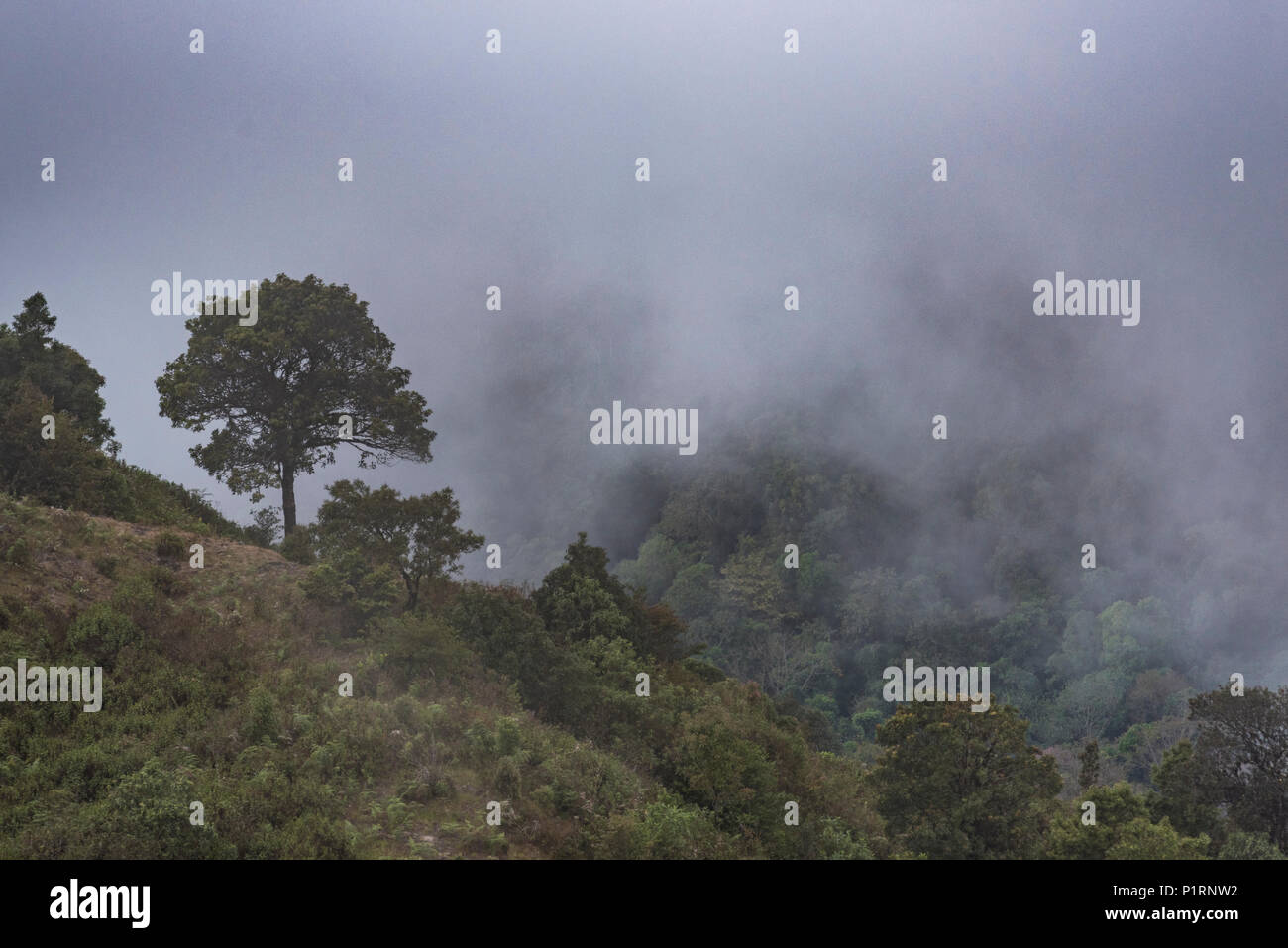 Walking trail in tropical forest Stock Photo - Alamy