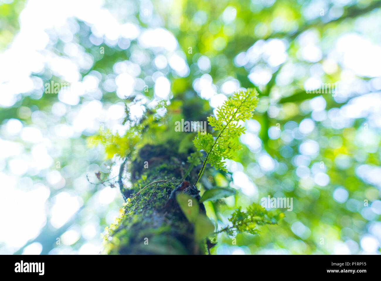 Rain-Forest Trees,Tree of Light Stock Photo - Alamy
