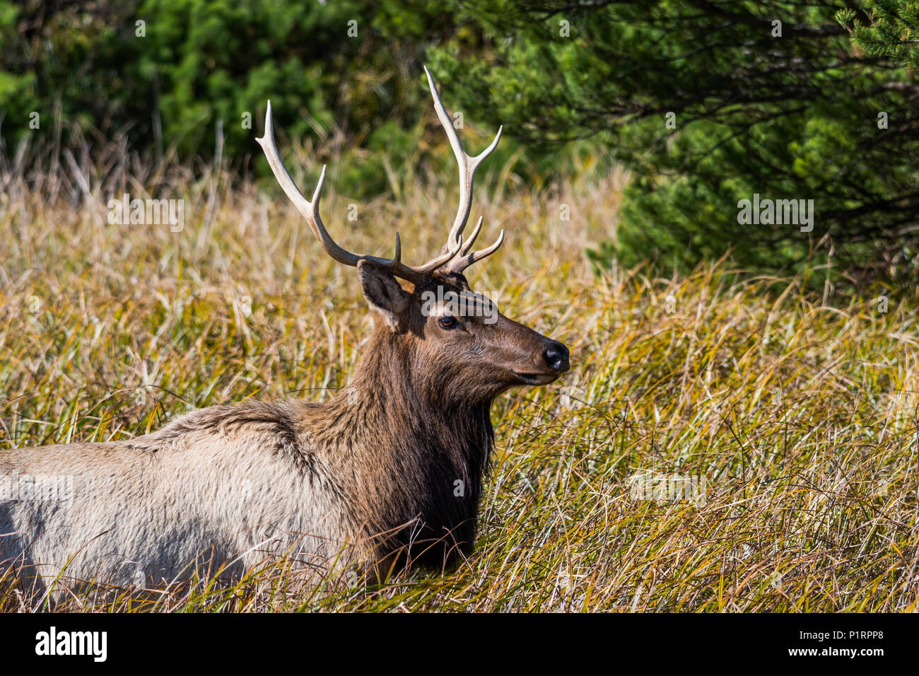 A young bull Roosevelt Elk (Cervus canadensis roosevelti) visits a salt marsh; Hammond, Oregon, United States of America Stock Photo
