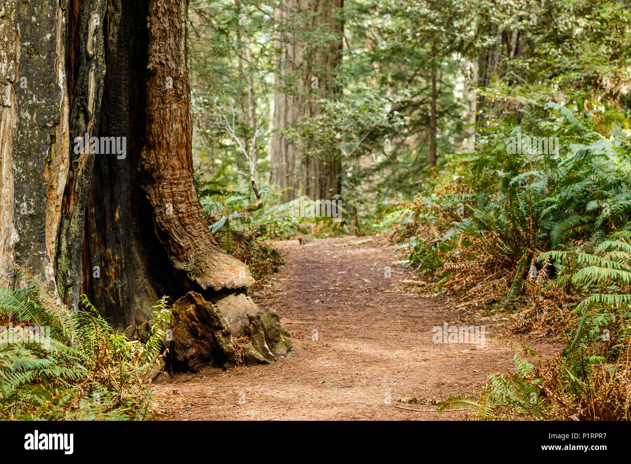 Redwood trees and ferns along a trail, Lady Bird Johnson Grove, Redwood National and State Parks; Orick, California, United States of America Stock Photo
