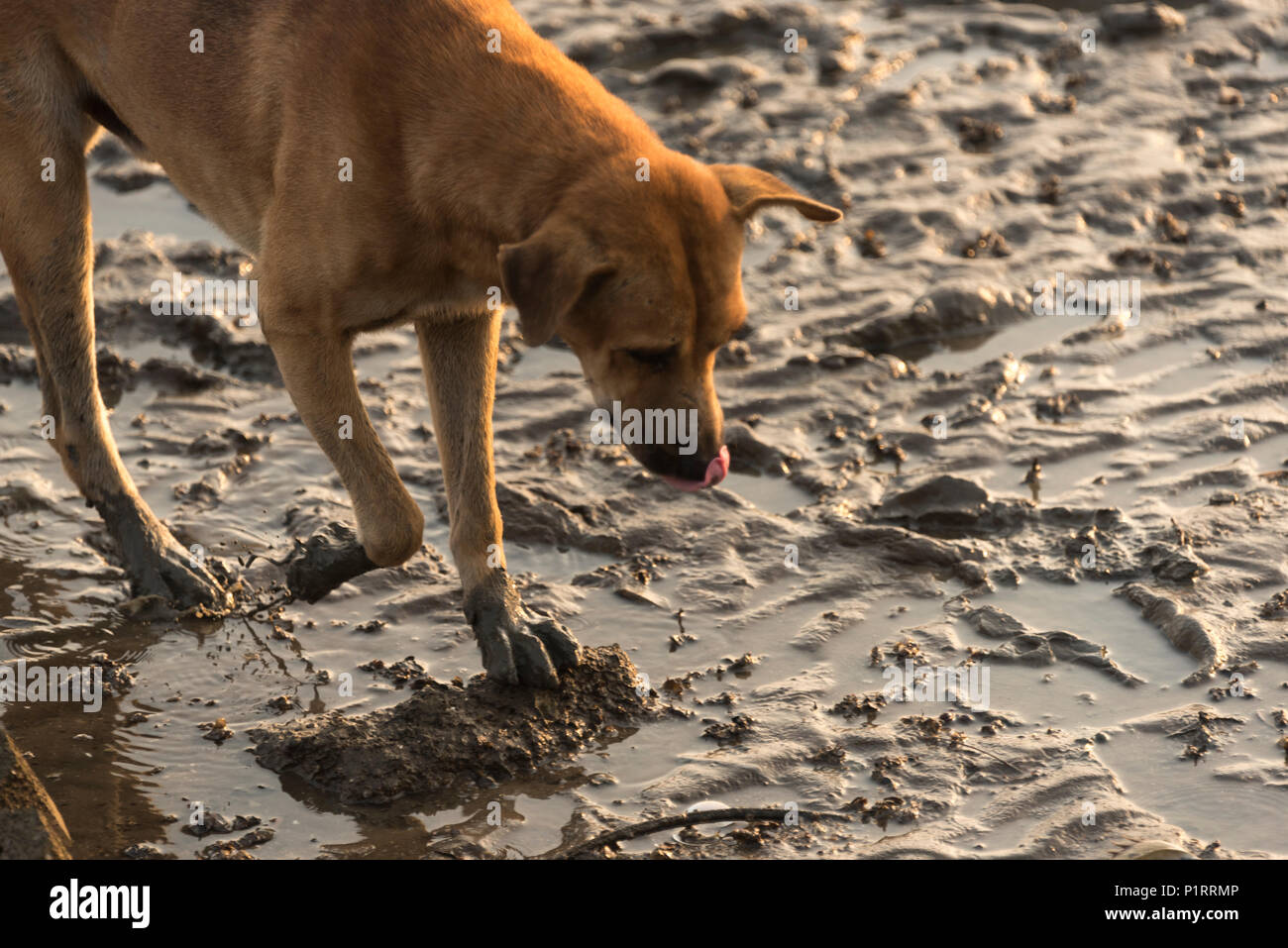 The dog is smelly Stock Photo Alamy