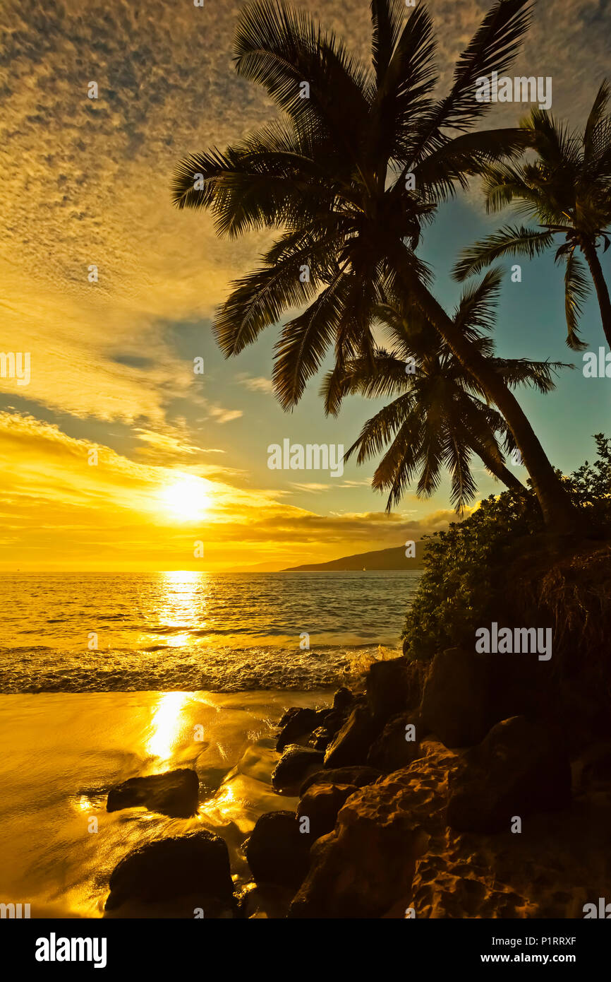 Palm trees at sunset; Kihei, Maui, Hawaii, United States of America