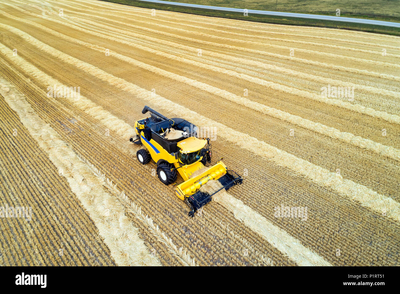 Aerial view of a combine collecting lines of cut grain; Beiseker