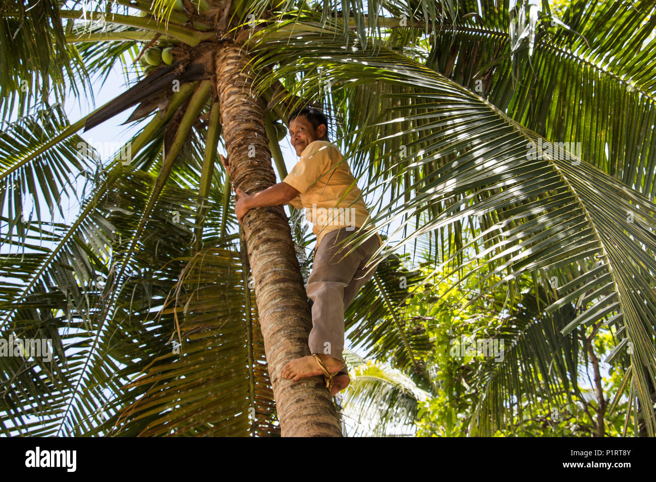 A man, a former Vietcong soldier, climbing a palm tree for coconuts in the Mekong Delta; My Long, Tien Giang, Vietnam Stock Photo