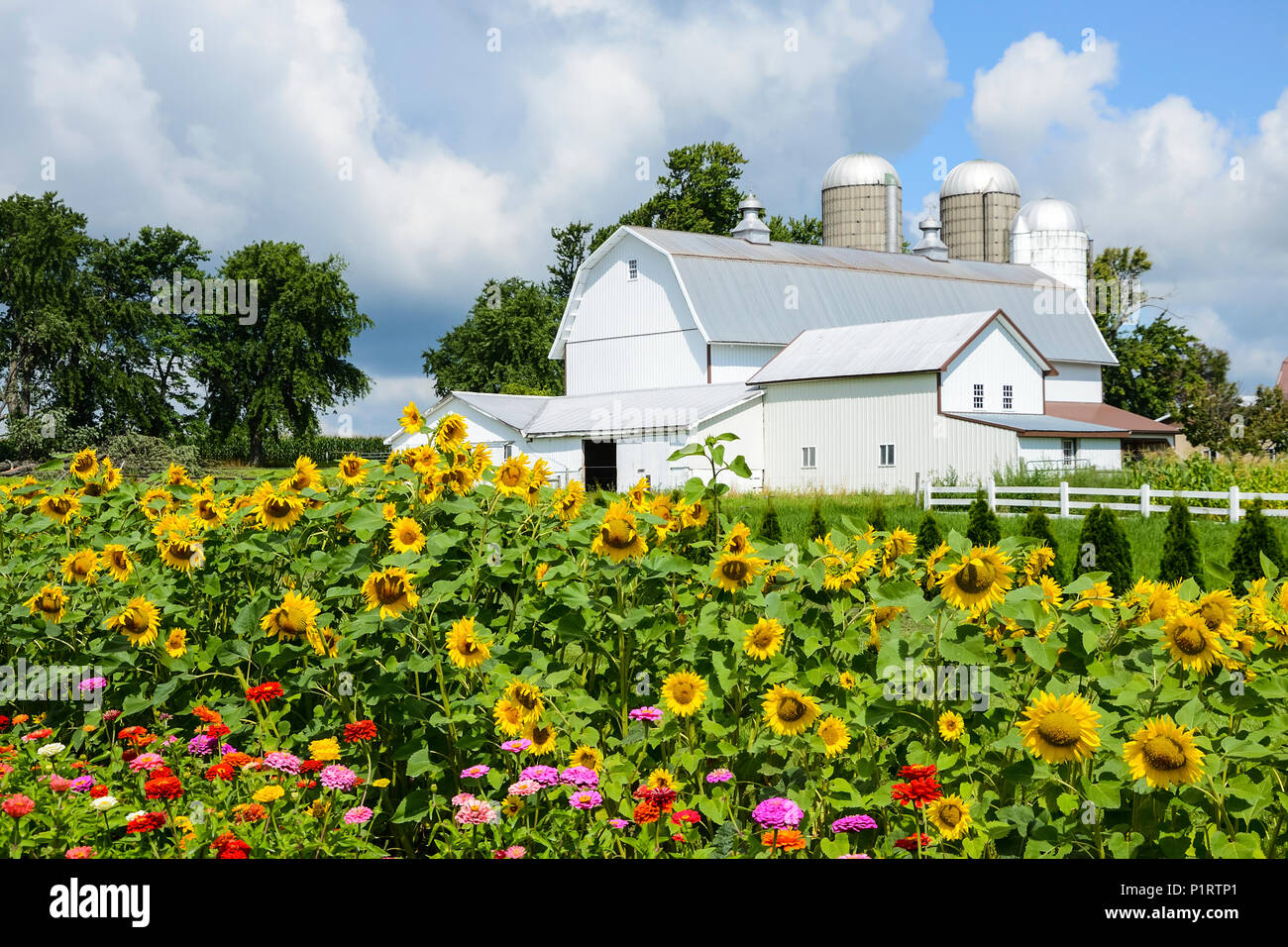 Flowers in bloom on the farm, Finger Lakes Region; New York, United