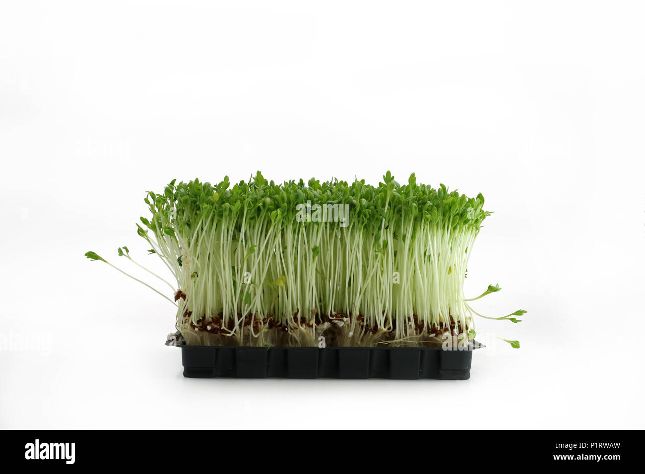 garden cress in black bowl front view isolated on white background Stock Photo