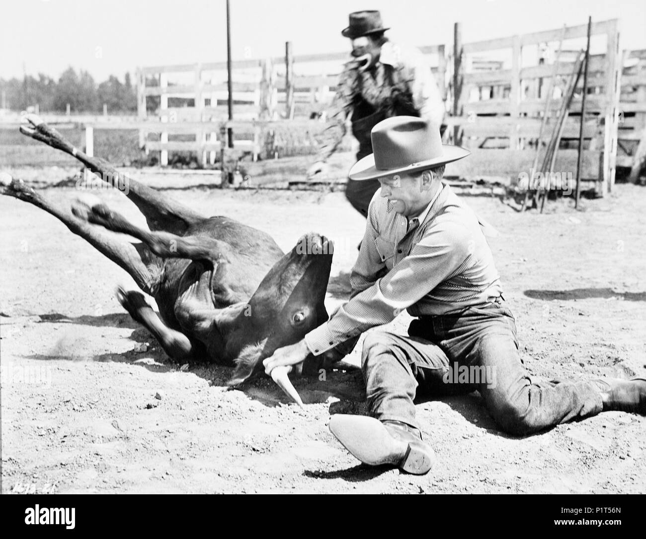 Original Film Title: BRONCO BUSTER.  English Title: BRONCO BUSTER.  Film Director: BUDD BOETTICHER.  Year: 1952.  Stars: CHILL WILLS. Credit: UNIVERSAL INTERNATIONAL / Album Stock Photo