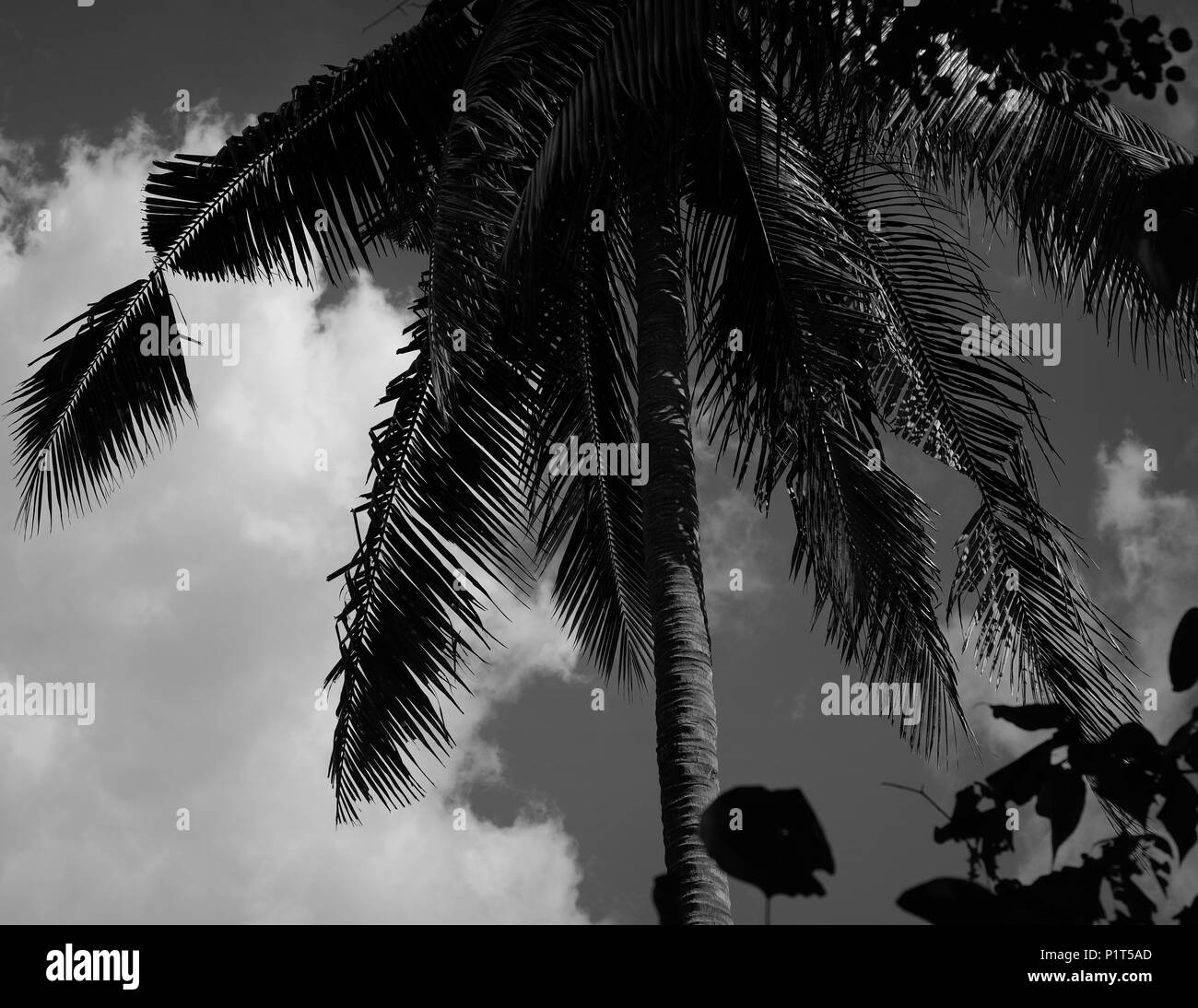 Palmtree black and white Stock Photo - Alamy