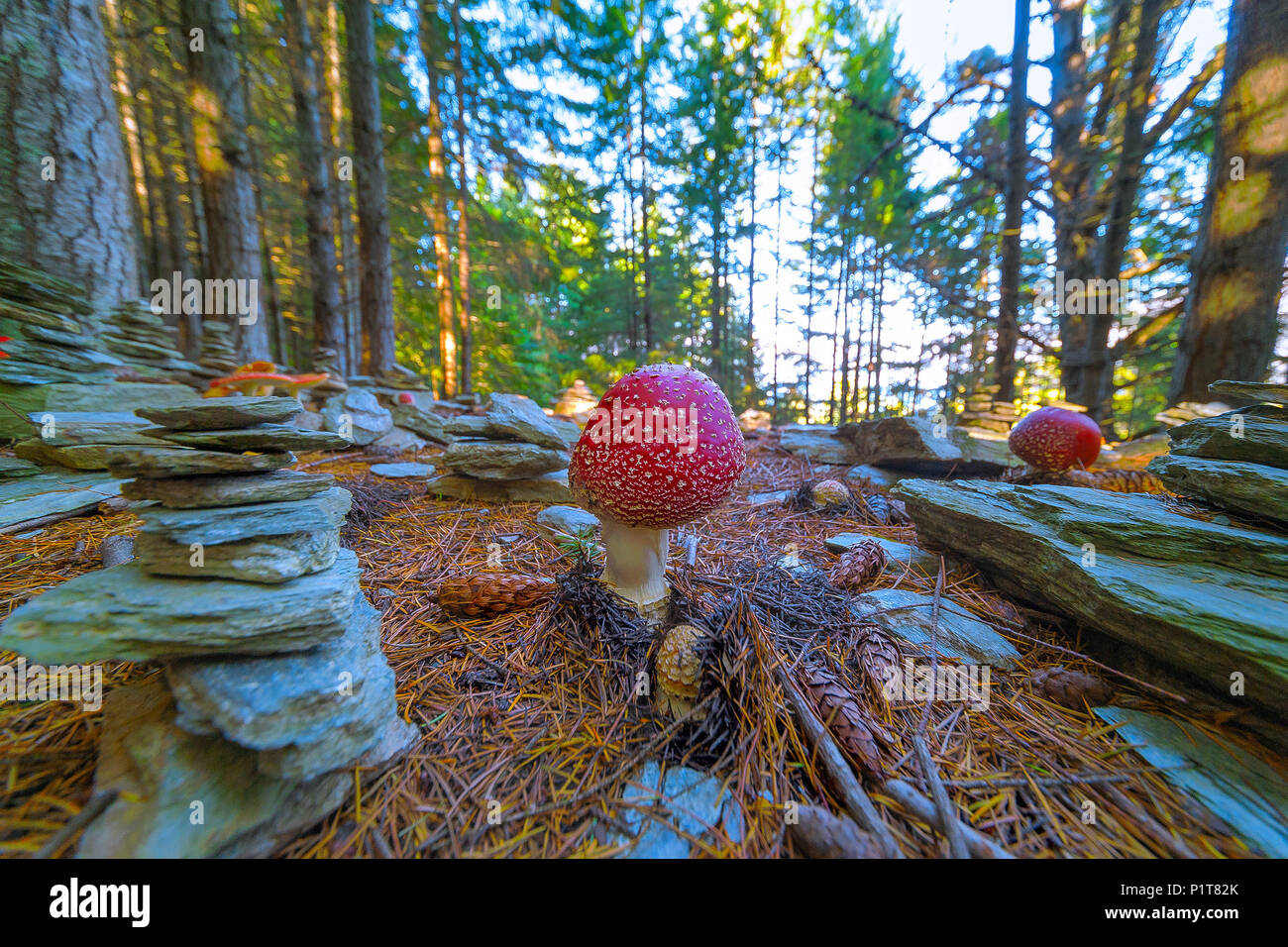 POISONOUS MUSHROOMS AND STACKING STONES. Poisonous mushroom with brightly red color cap and white spots flake grows among stacking stones in a forest. Stock Photo