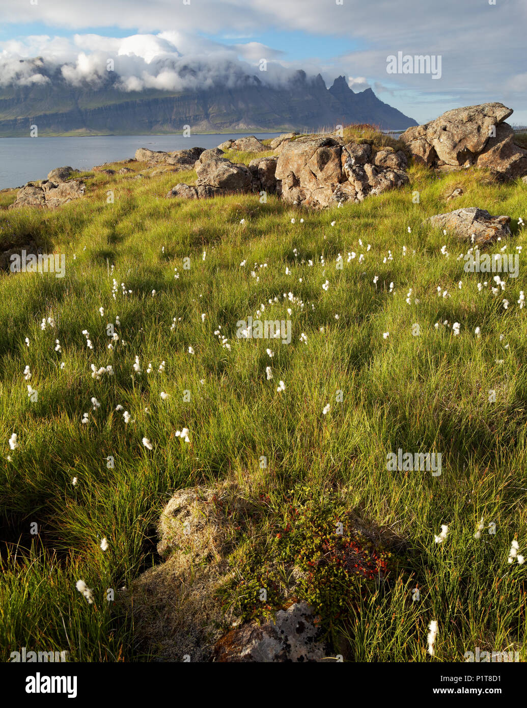 Wildflower meadow and view across Breiðdalsvík Cove to alpine peaks, East Iceland, Iceland Stock Photo