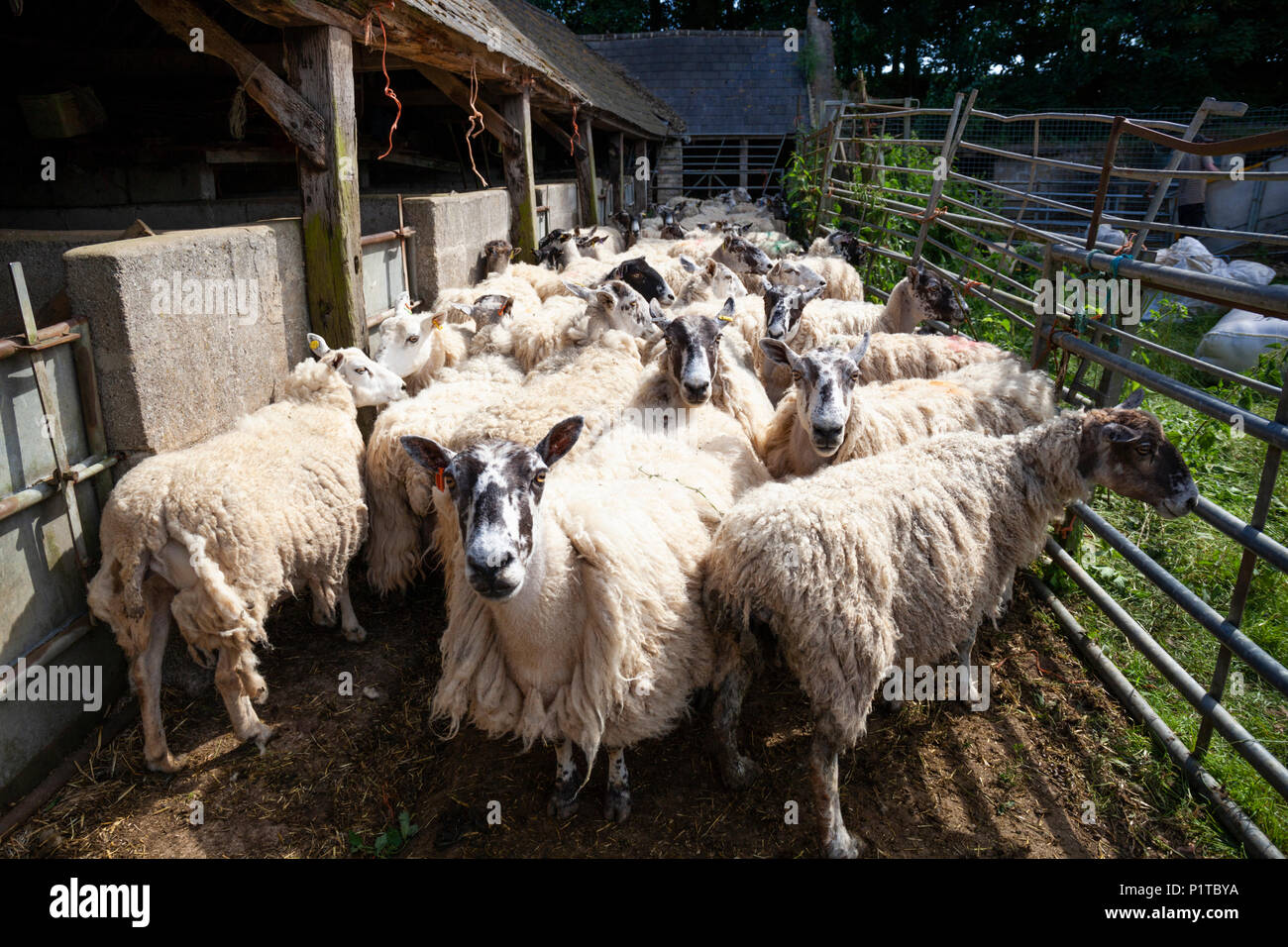 Flock of North Country Mule sheep in farmyard waiting to be sheared, Stow-on-the-Wold, Cotswolds, Gloucestershire, England, United Kingdom, Europe Stock Photo