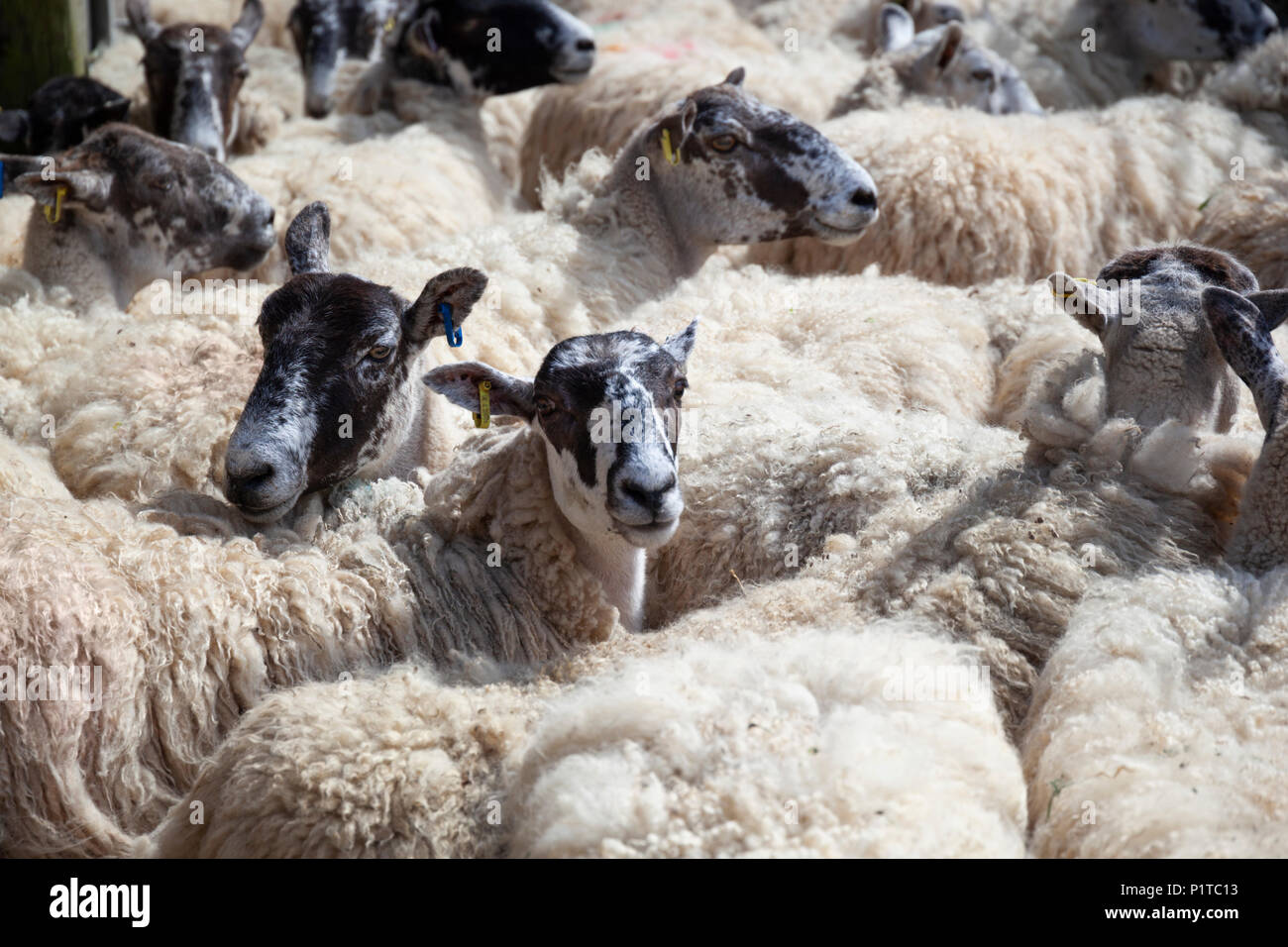 North country mule sheep hi-res stock photography and images - Alamy