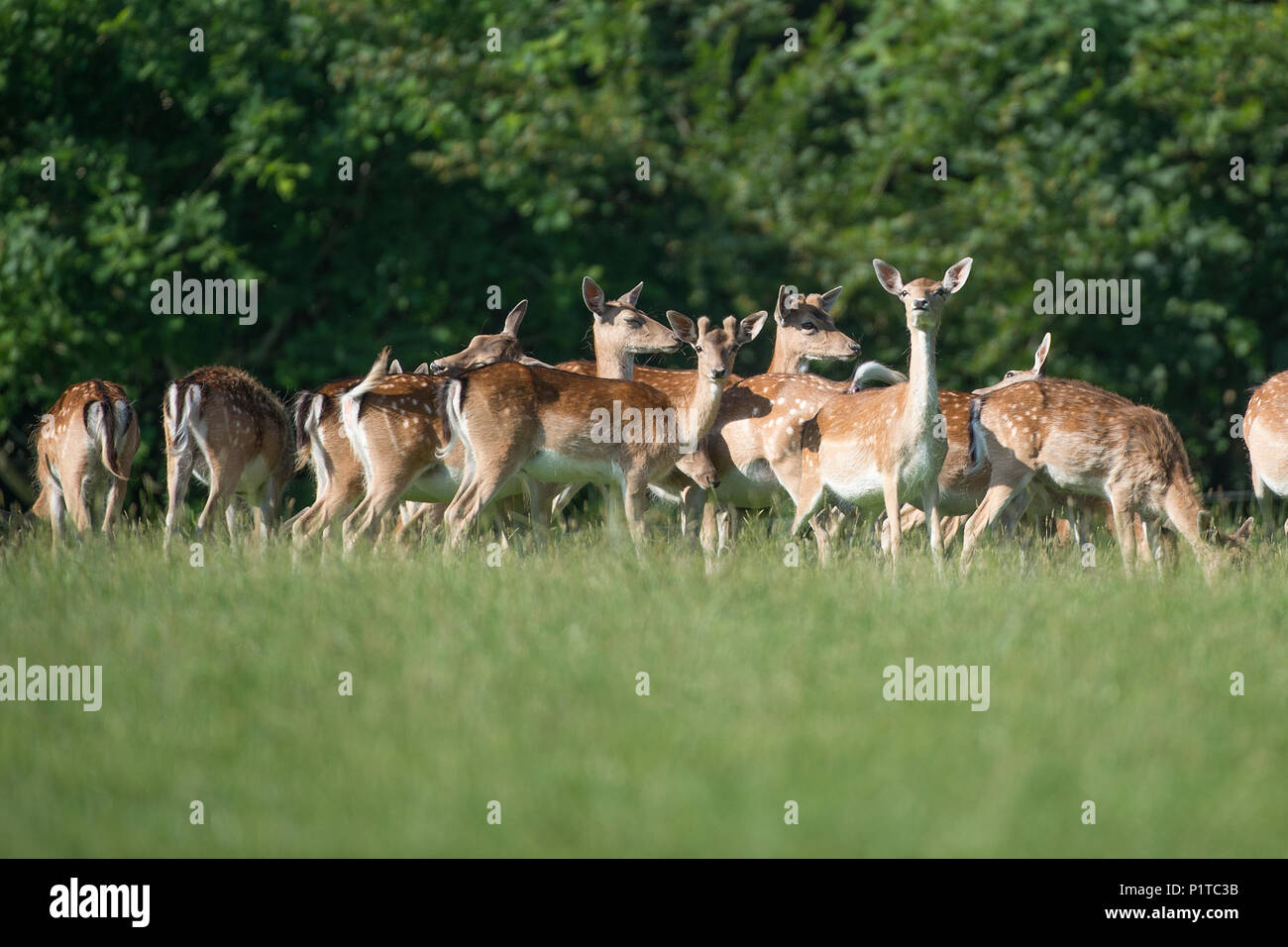 herd of fallow deer Stock Photo