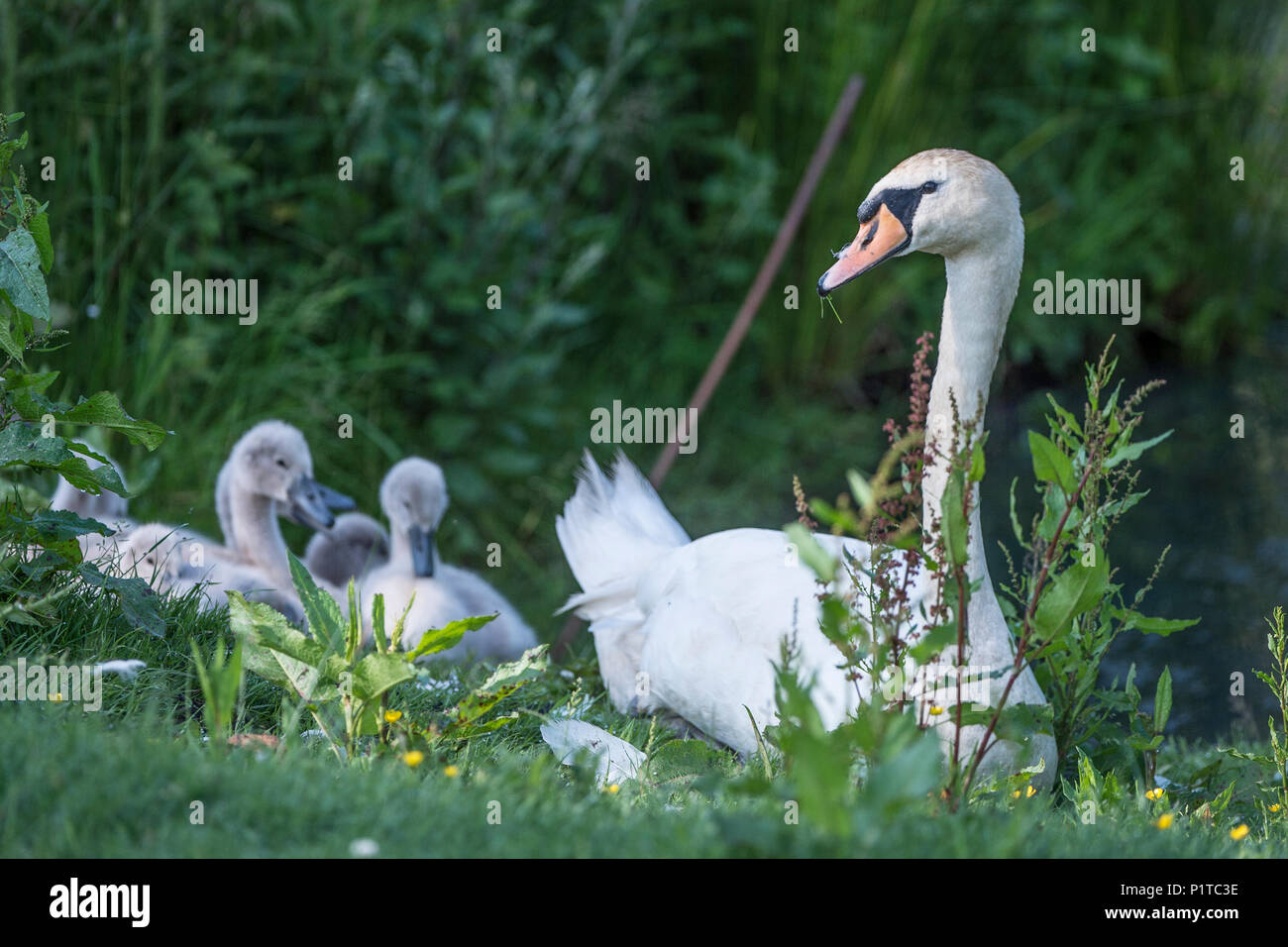 Mute swan and cygnets Stock Photo