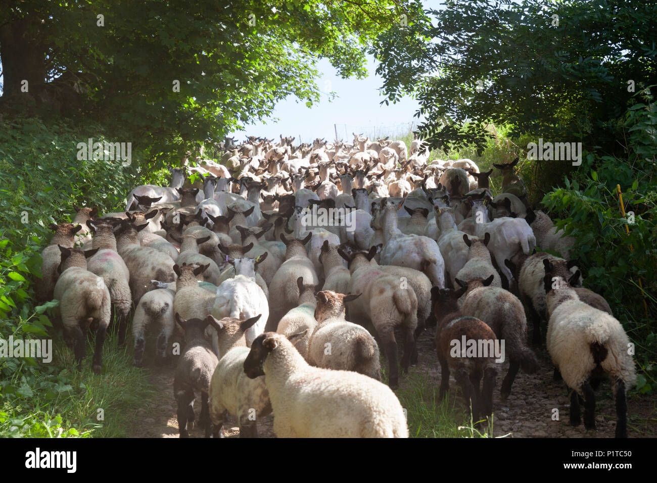 Flock of North Country Mule sheep being herded back to pasture after being sheared, Stow-on-the-Wold, Cotswolds, Gloucestershire, England, United King Stock Photo