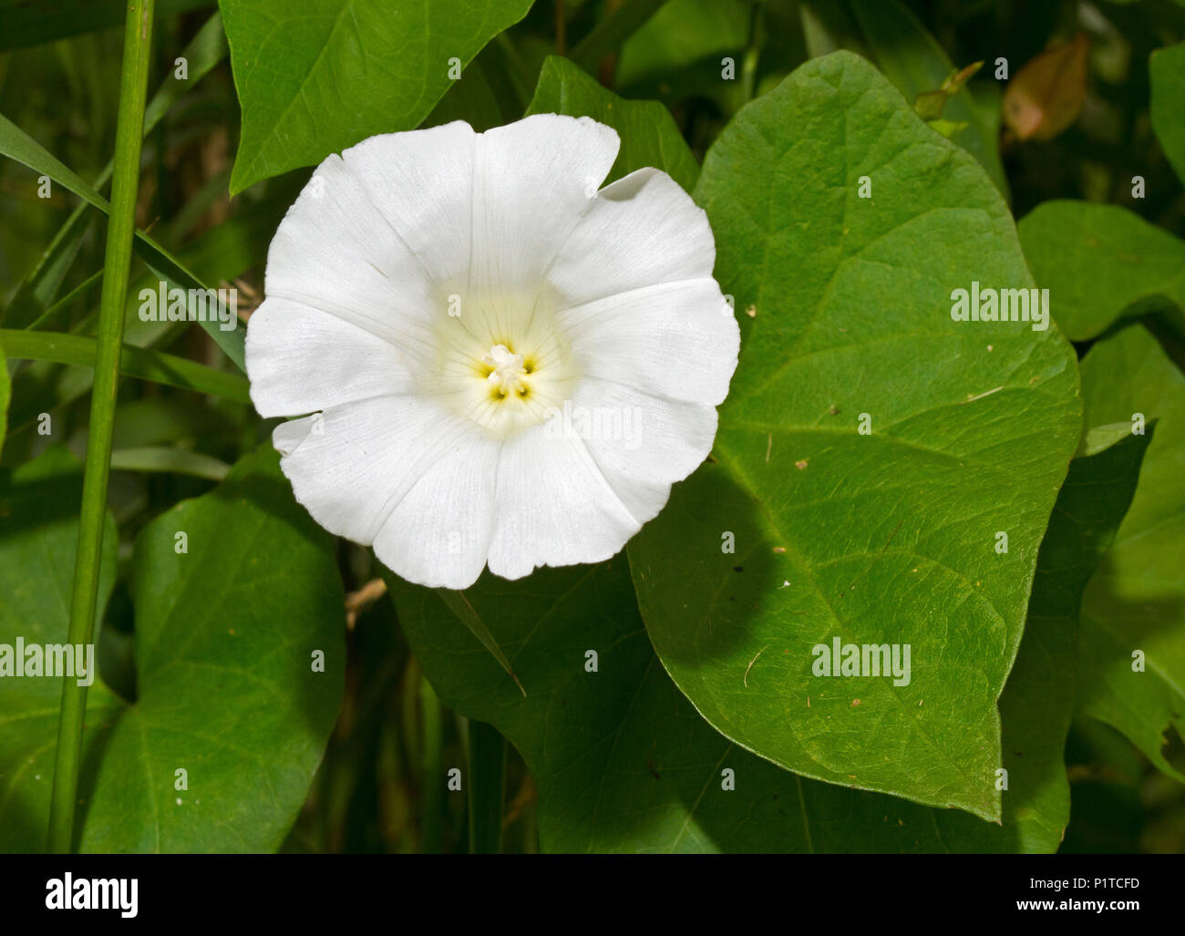 Flower and leaves of Hedge bindweed, also known as Rutland beauty Stock Photo