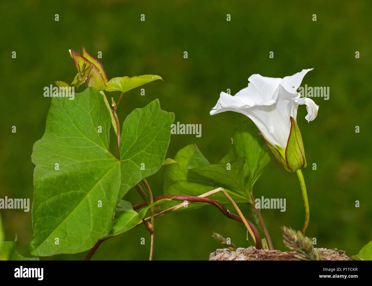 Flower, bud and leaves of Hedge bindweed, also known as Rutland beauty Stock Photo