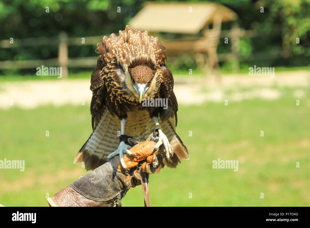 falconer with leather gloves holding a trained hawk. Falconry with birds of prey in the wildlife. Blurred background. Stock Photo