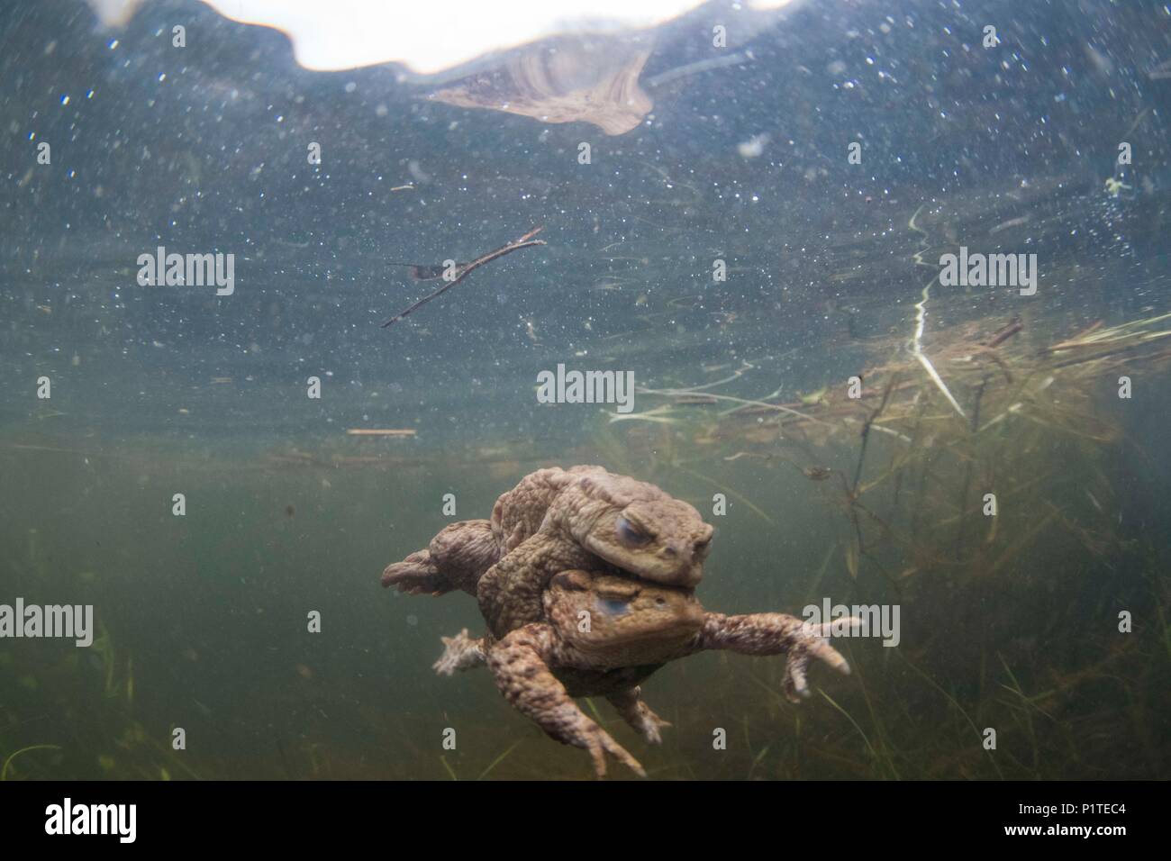 Common toad mating underwater Stock Photo