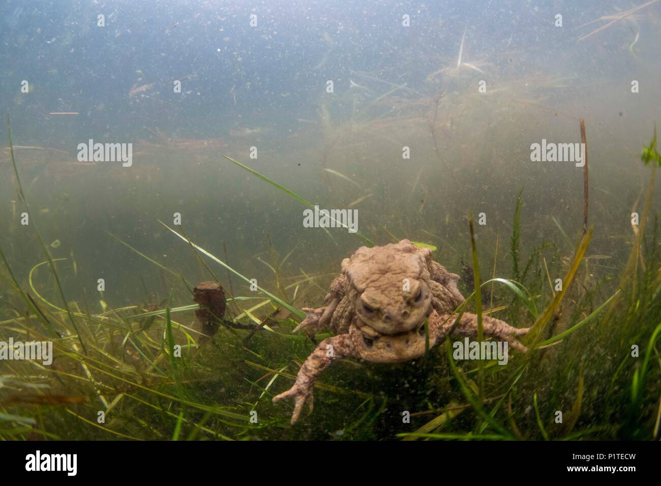 Common toad mating underwater Stock Photo