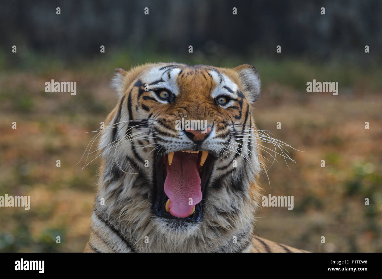 Royal Bengal Tiger, New Delhi, India- April 5, 2018: A Royal Bengal Tiger (Panthera tigris tigris) growling at National Zoological Park, New Delhi, In Stock Photo