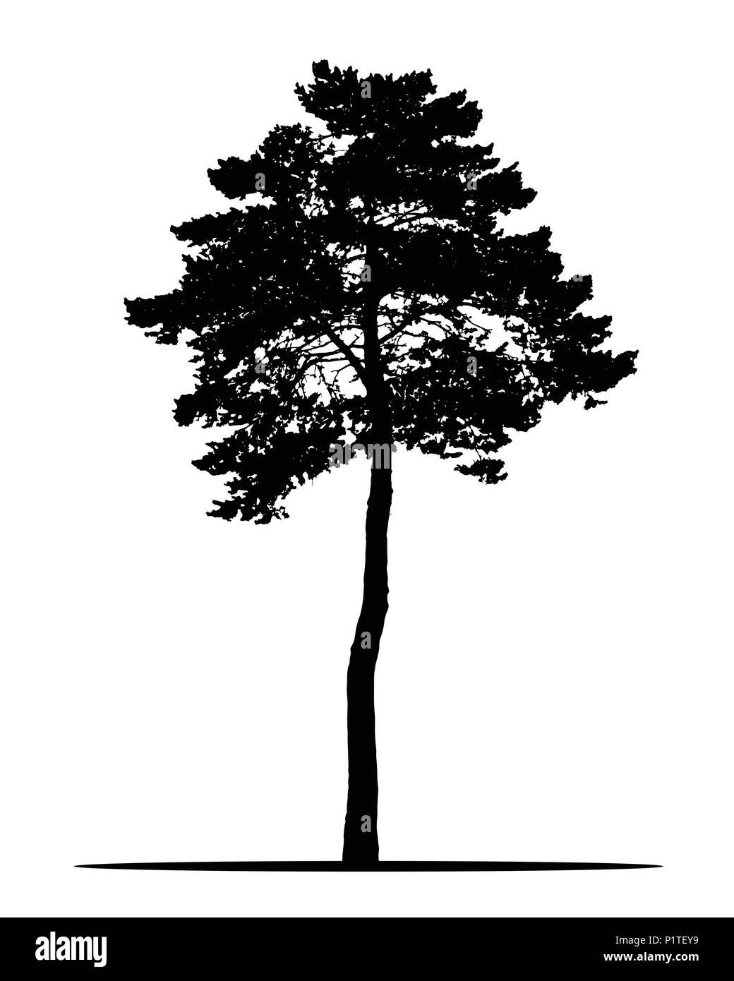 Realistic silhouette of coniferous tree, isolated on white background - vector Stock Vector