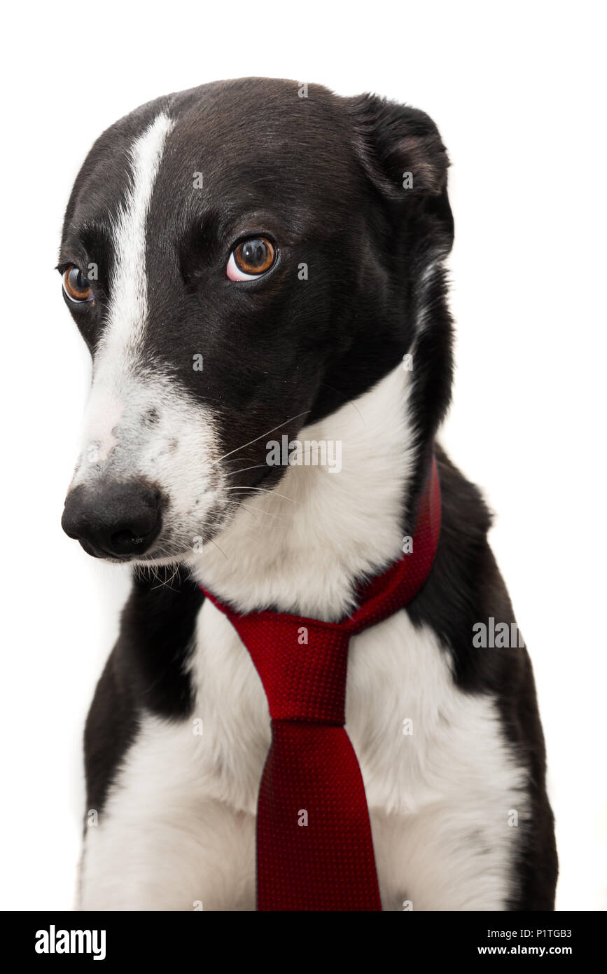Cute Black & White dog with a serious expression wearing a red tie ...