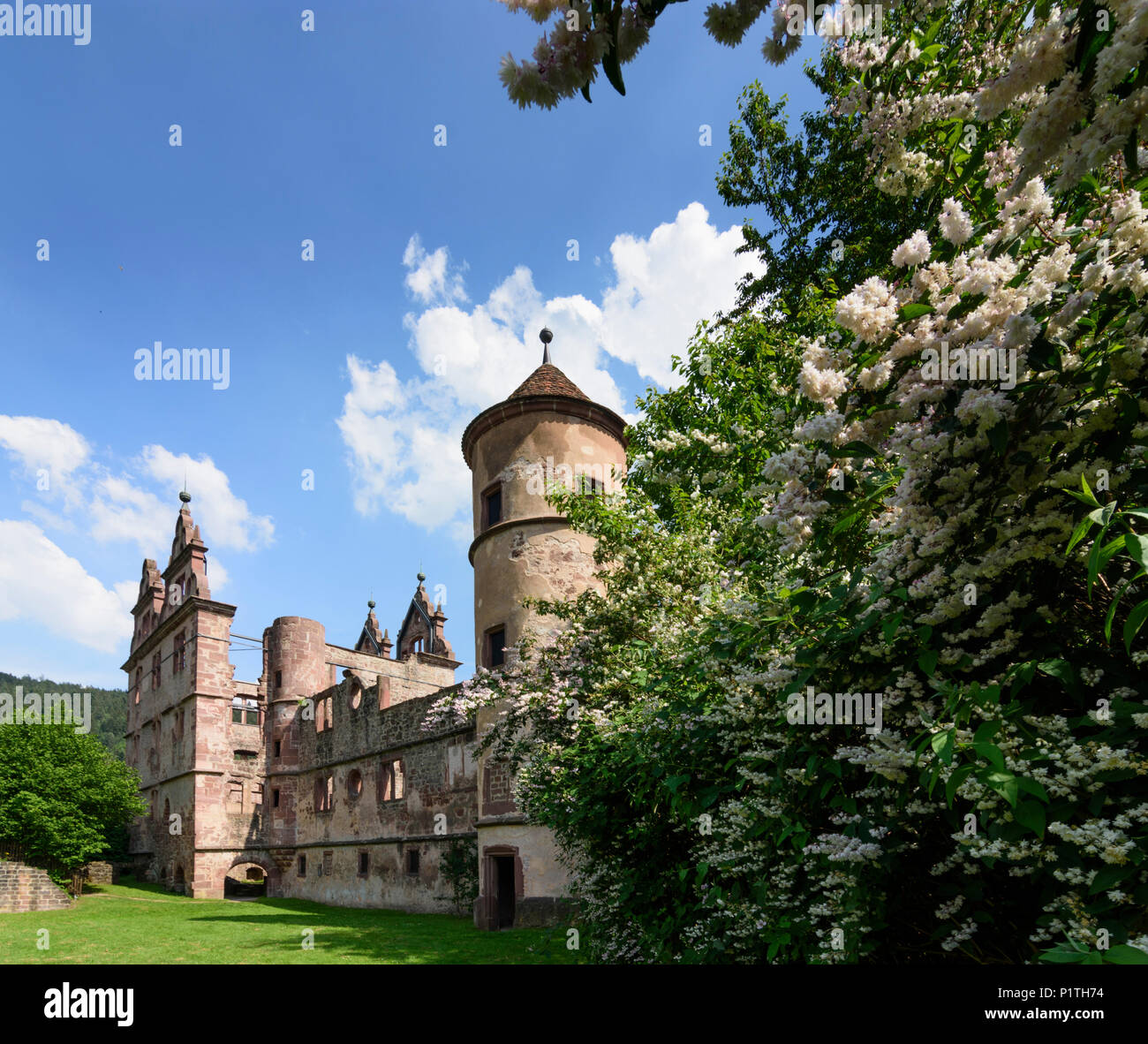 Calw: district Hirsau: ruins of Monastery of St. Peter and St. Paul, former Schloss (castle) in Germany, Baden-Württemberg, Schwarzwald, Black Forest Stock Photo