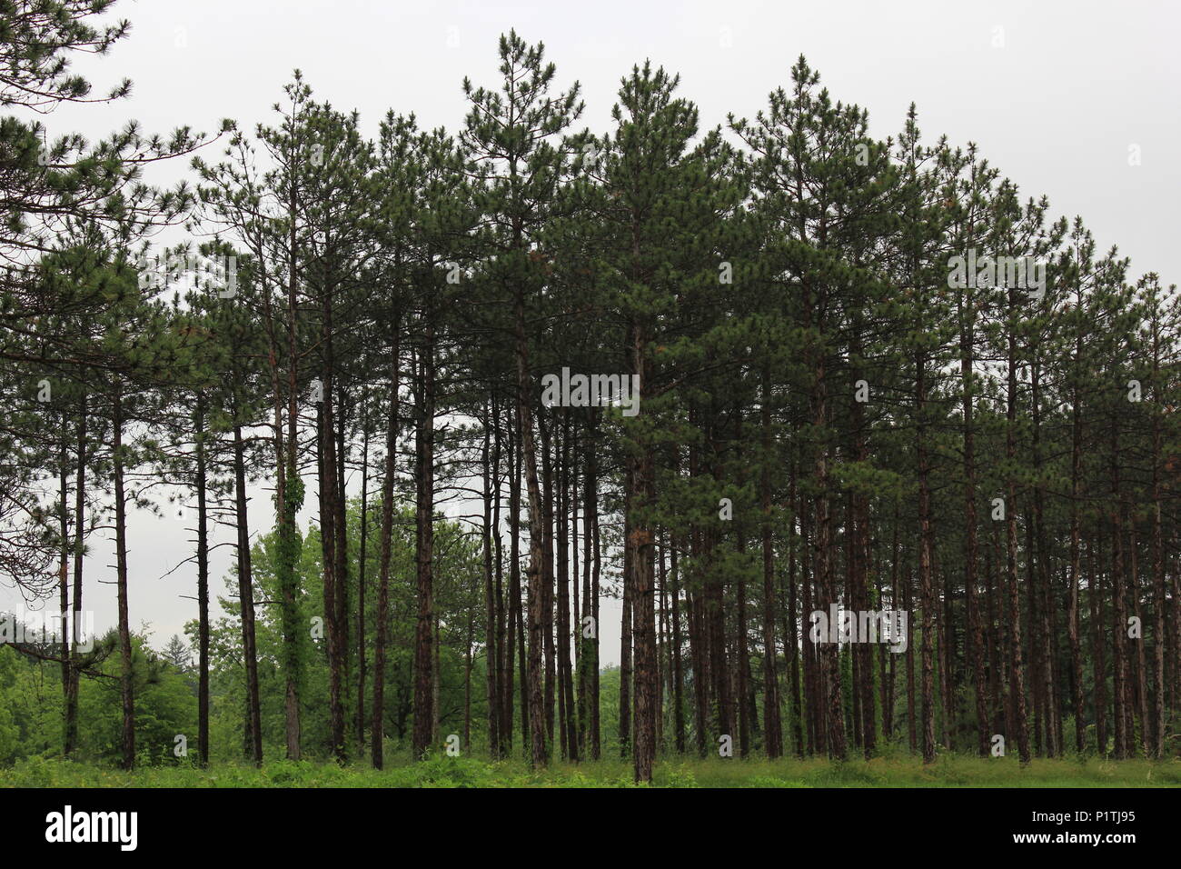 A grove of tall pine trees growing in the meadow Stock Photo Alamy