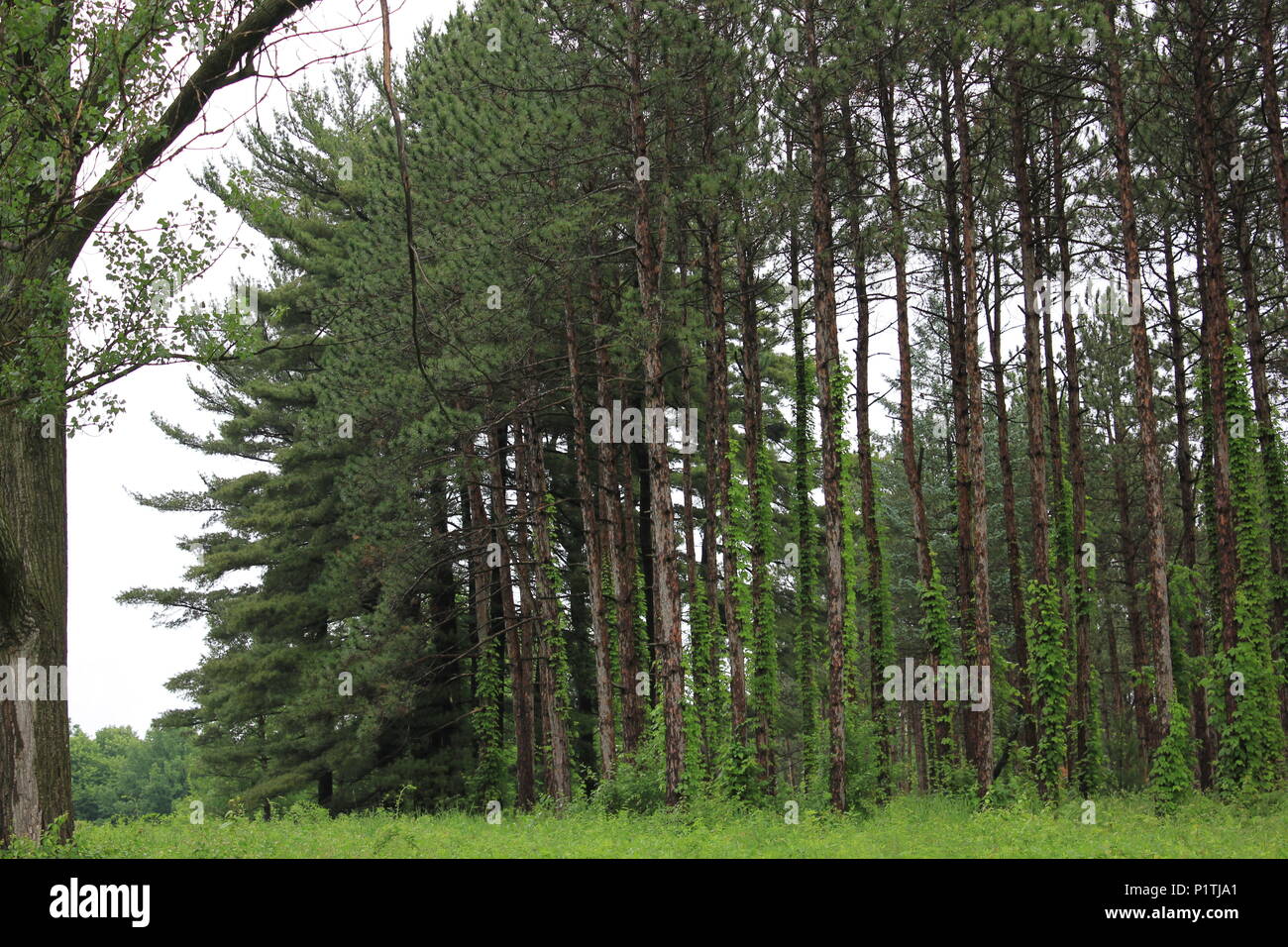 A grove of tall pine trees growing in the meadow Stock Photo Alamy