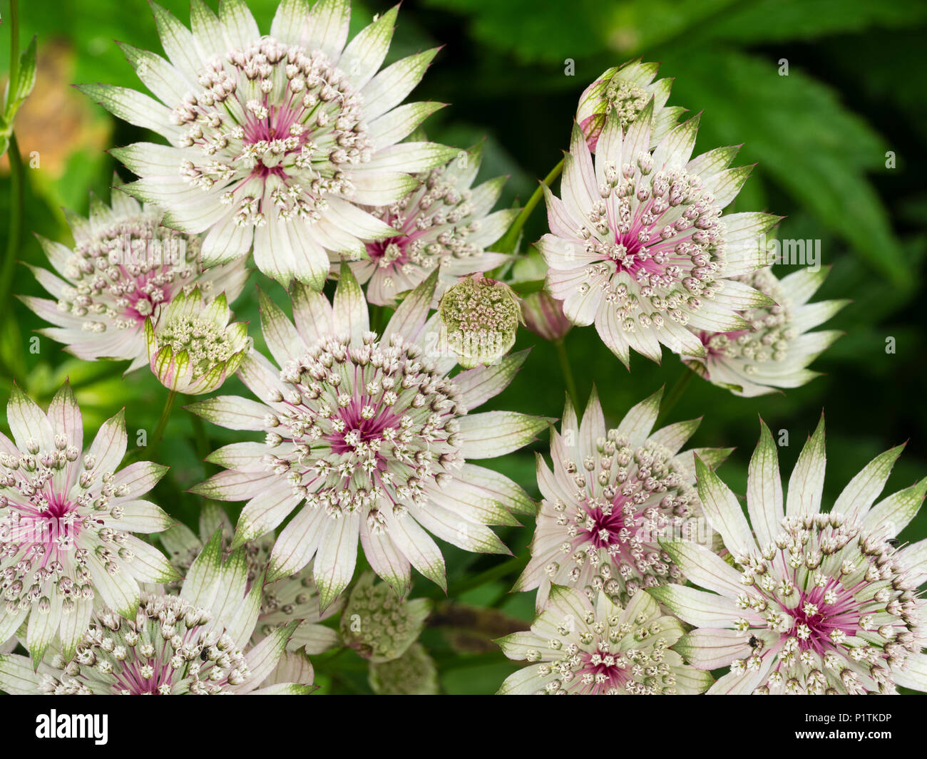 Green tipped white flowers of the hardy perennial masterwort, Astrantia major 'Buckland'.  Mature flowers develop a pink flush at the base Stock Photo