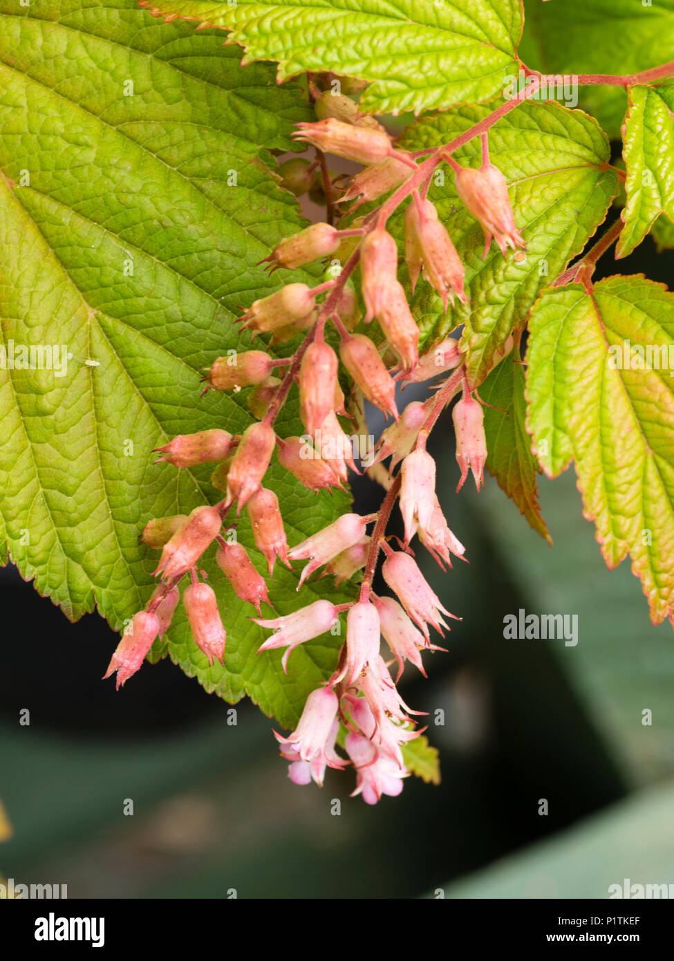 Small pink flowers of the hardy deciduous thicket forming shrub, Neillia thibetica Stock Photo