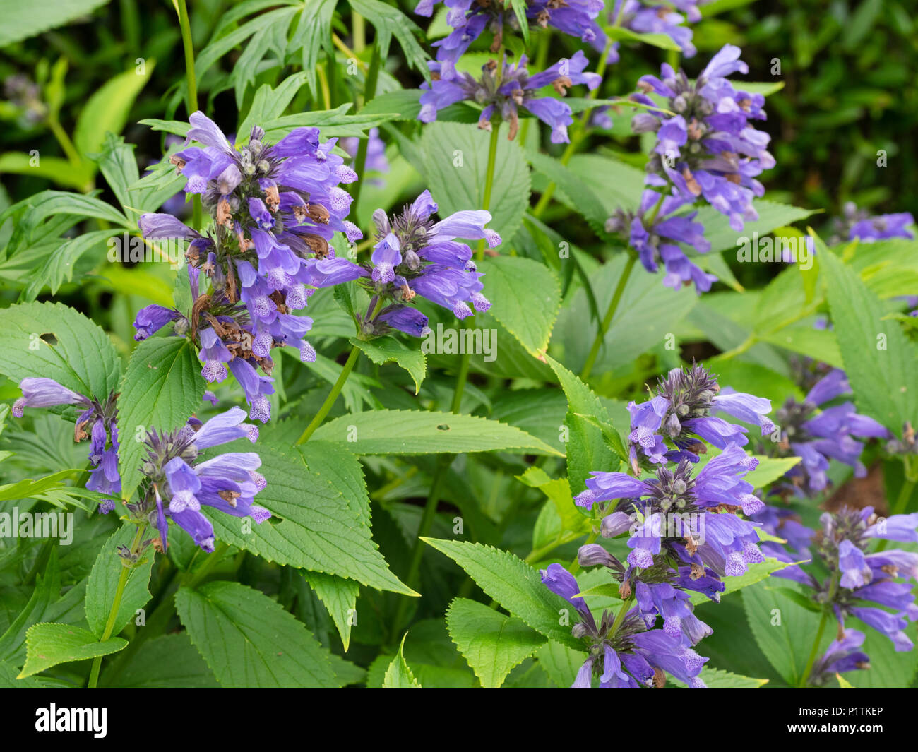Blue summer flowers in stubby spikes of the hardy perennial, Nepeta subsessilis 'Washfield' Stock Photo