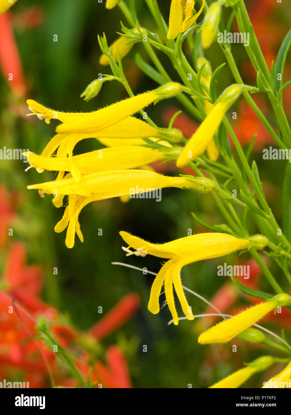 Yellow tubular flowers of the dwarf, summer flowering sub shrub, Penstemon pinifolius 'Mersea Yellow' Stock Photo