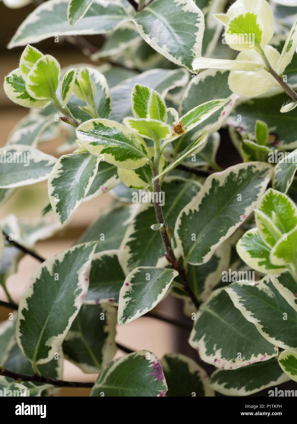 White edged variegation of the hardy evergreen New Zealand shrub, Pittosporum tenuifolium 'Garnettii' Stock Photo