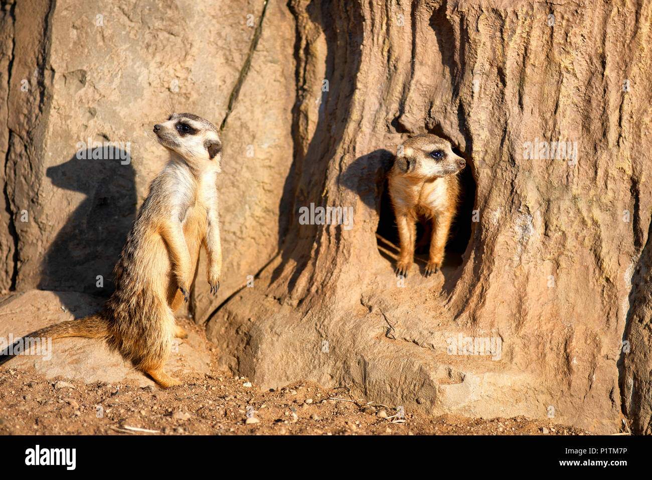 Curious and inquiring surikats or meerkats watching around Stock Photo
